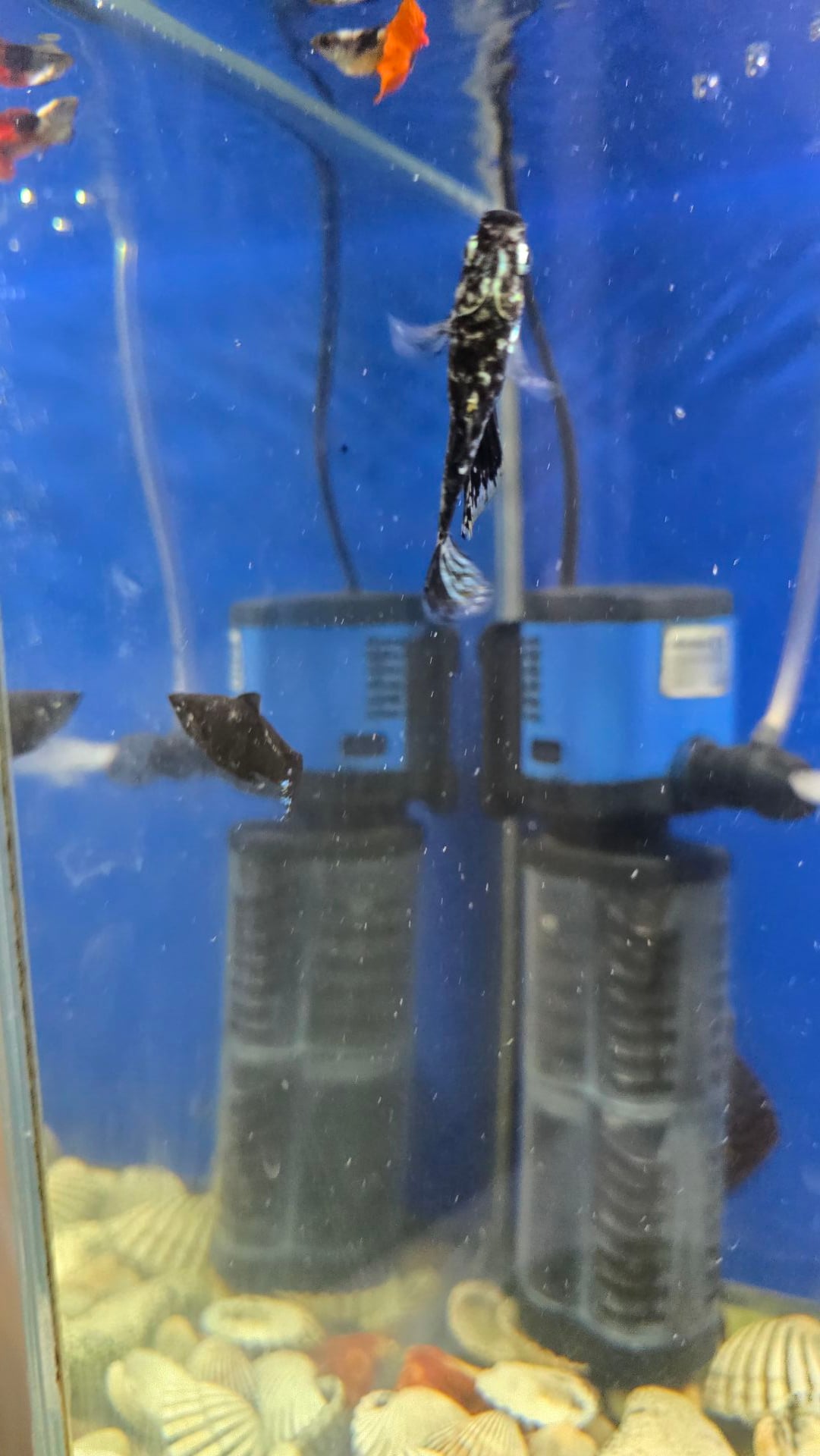 Ready Aquarium for Sale - Image 2
