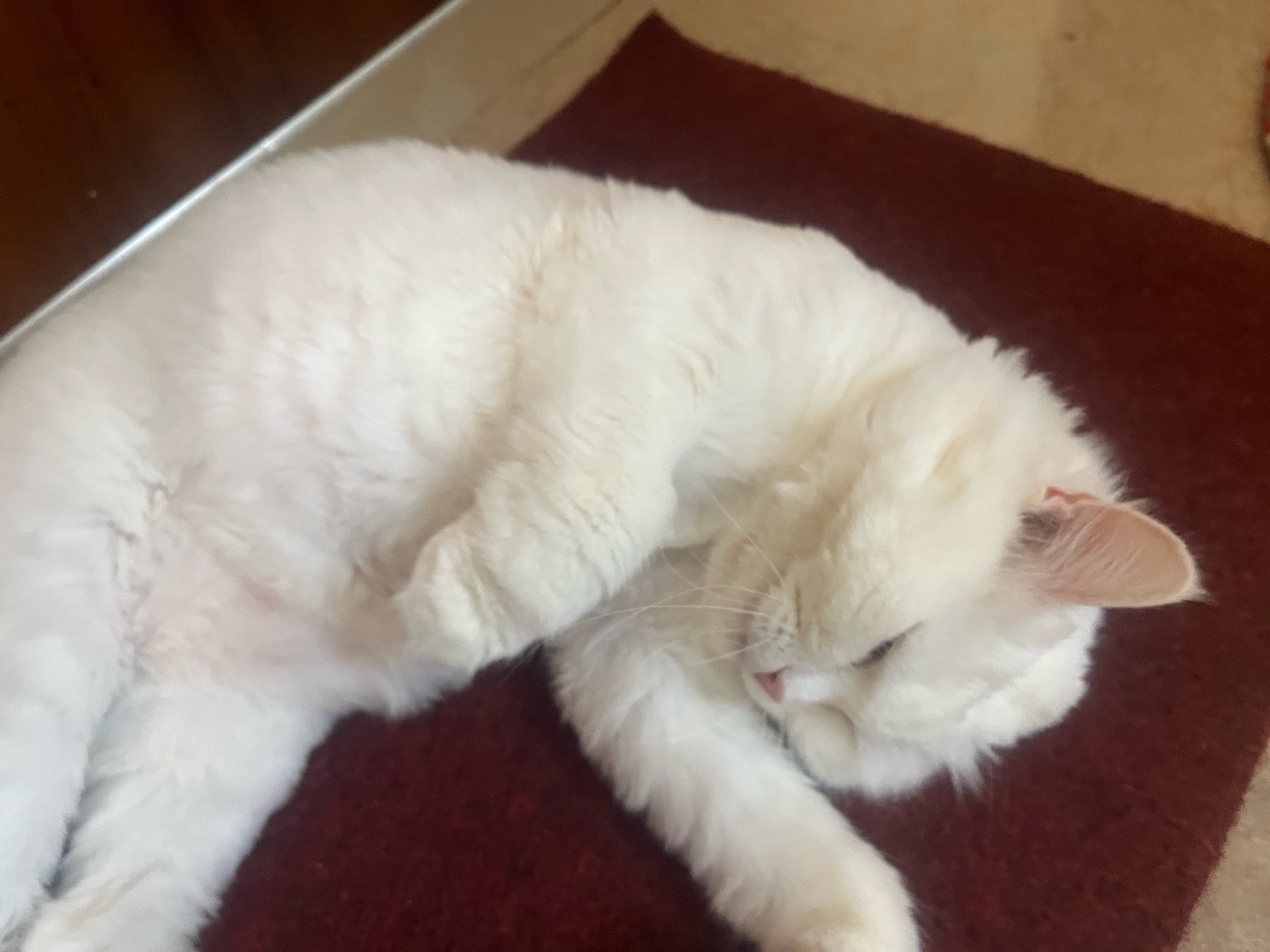 Female persian cat spayed - Image 3