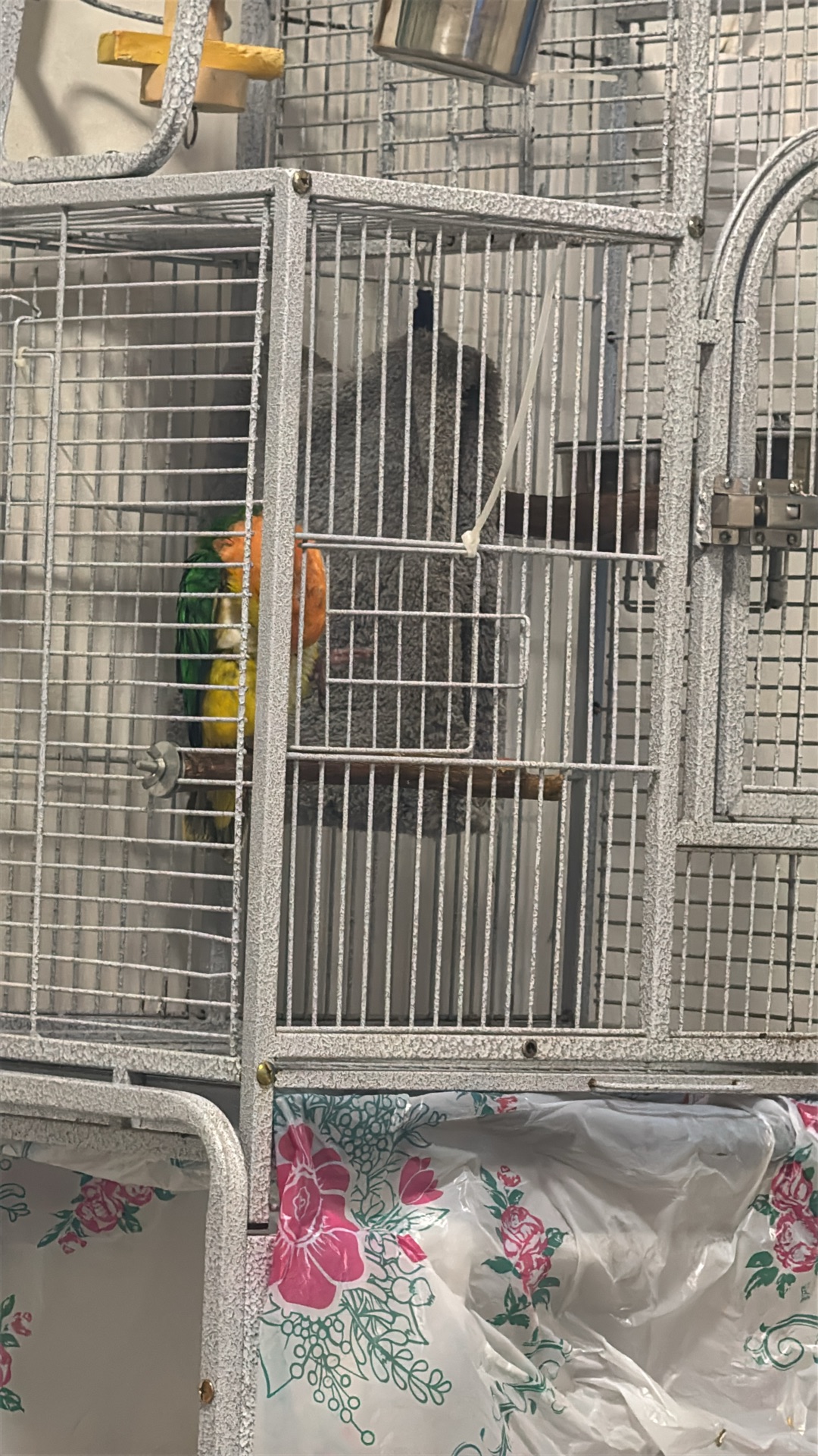 Caique كايك  - Image 3