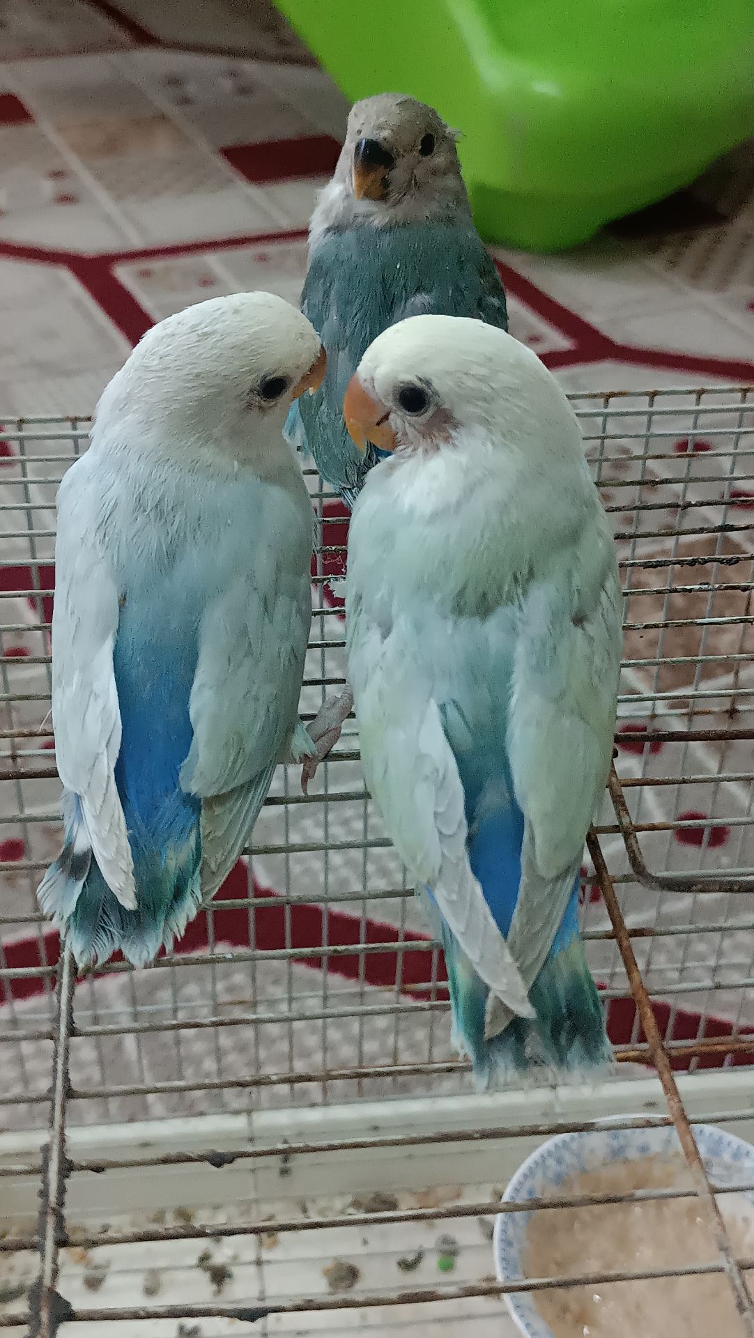 love bird baby for sale  - Image 3