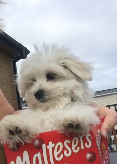  Teacup Maltese Puppiess - Image 2