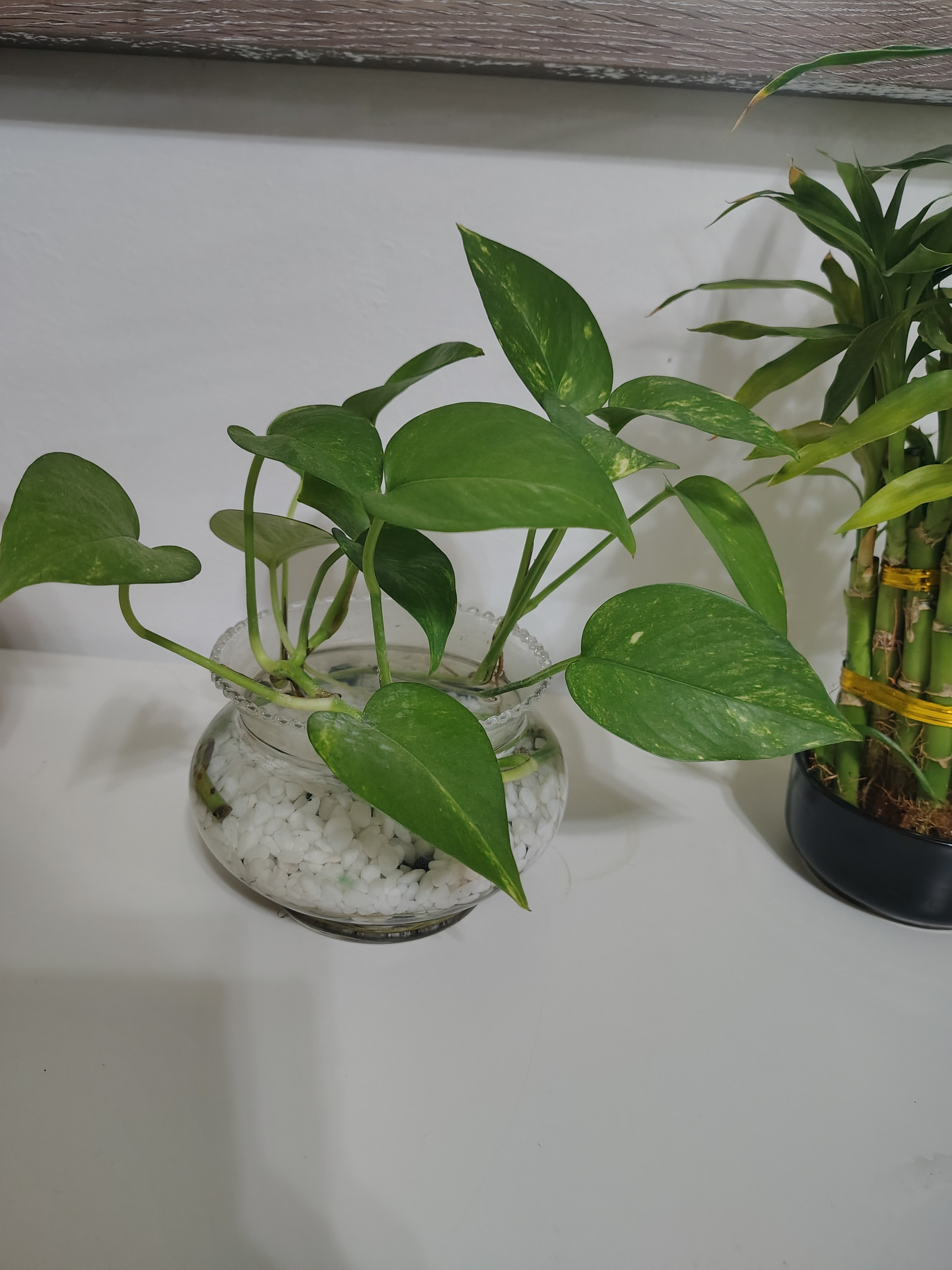 Money plants for sale - Image 2