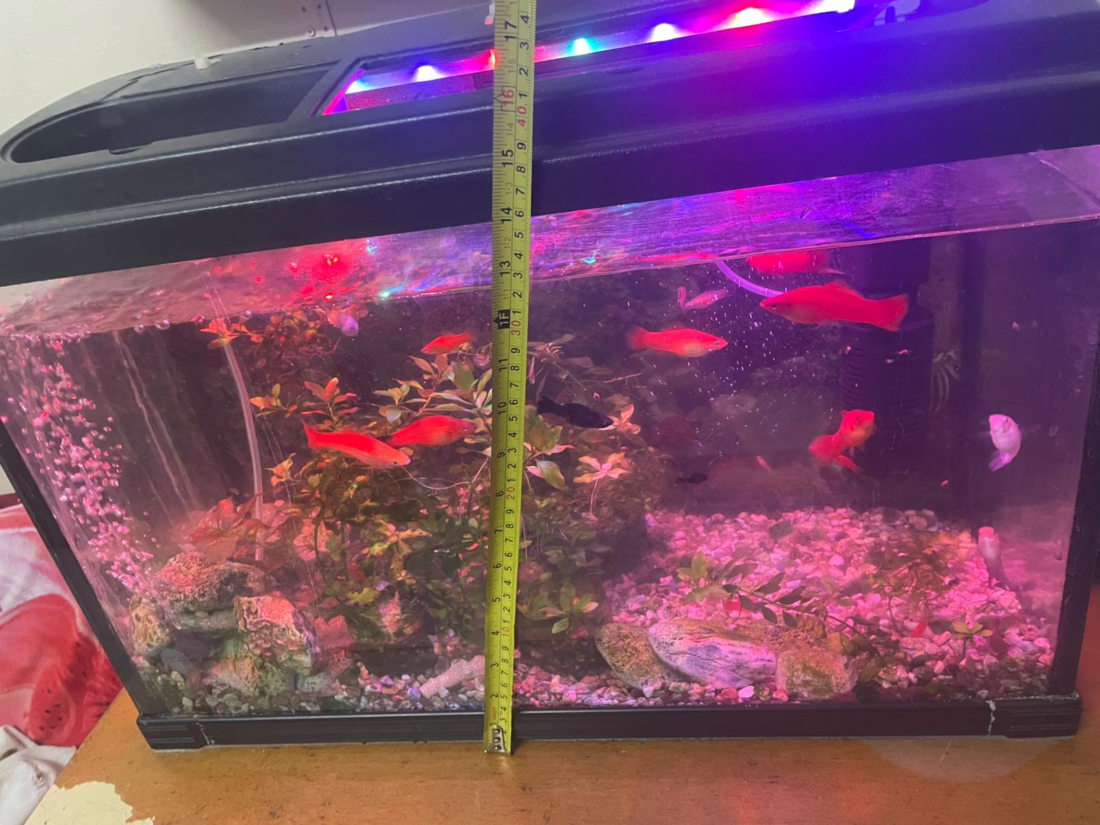 حوض سمك عاجل (يشمل أسماك وملحقات) للبيع بسبب السفر خارج البلاد! 🐠 - Image 5