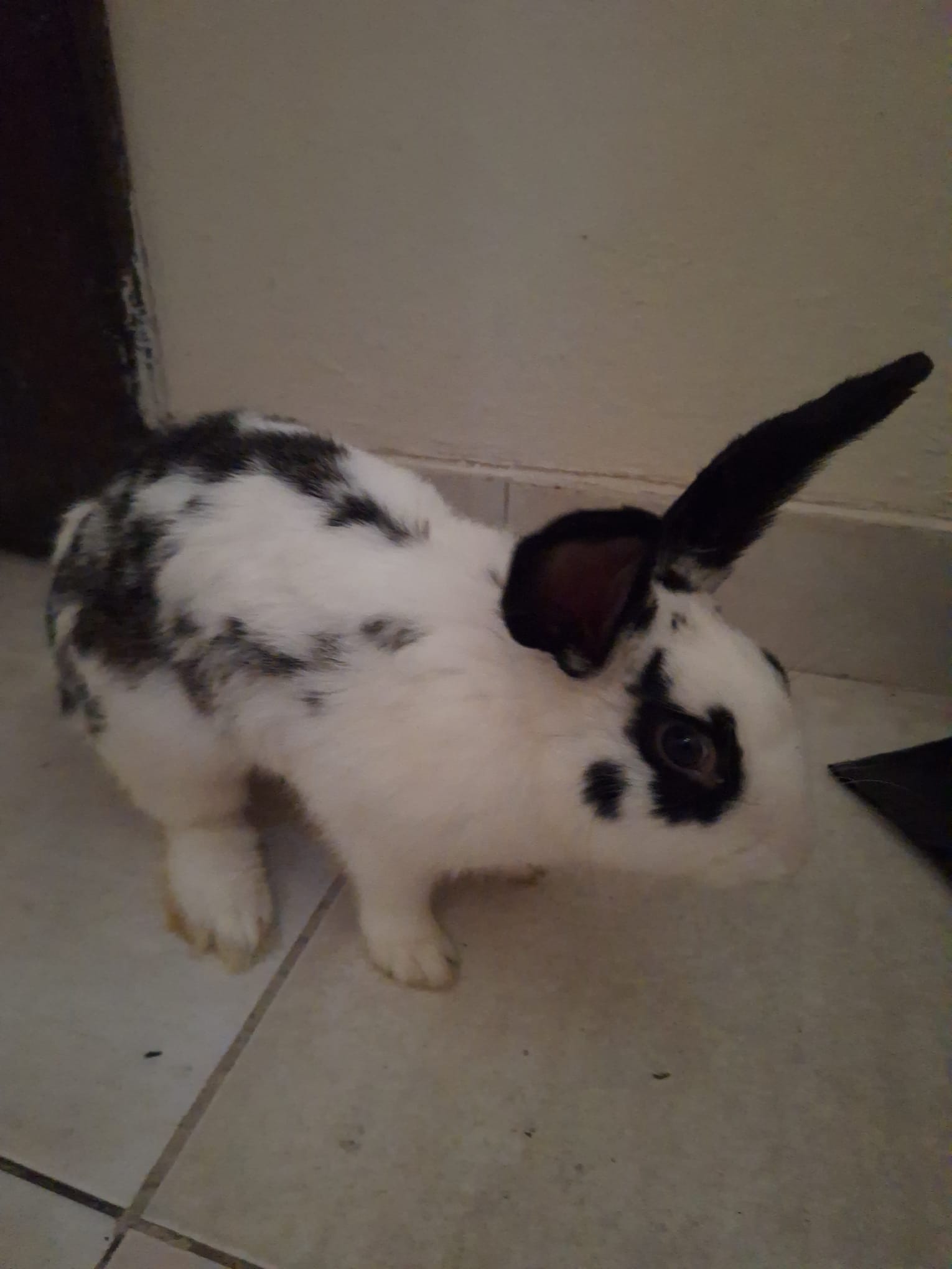  Male rabbit 6 Months old for sale  - Image 3