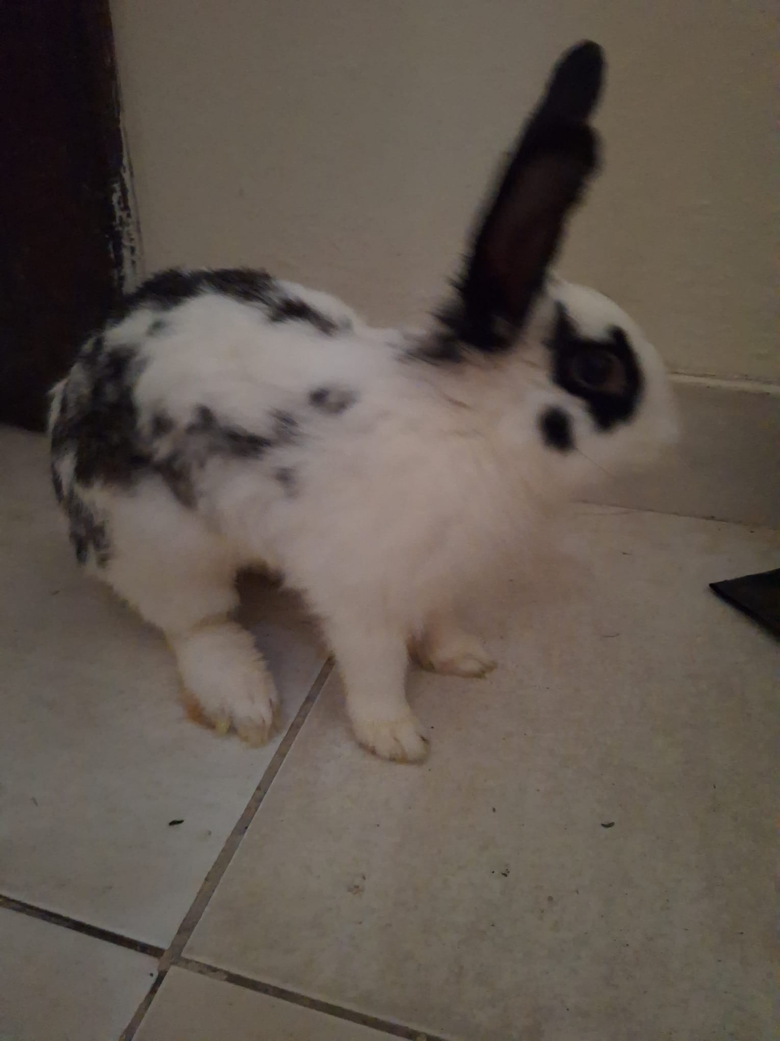  Male rabbit 6 Months old for sale  - Image 4