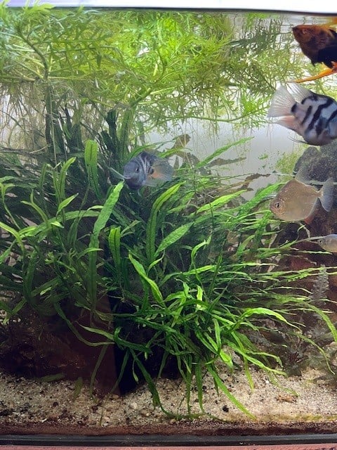 Aquarium Plants - Image 3