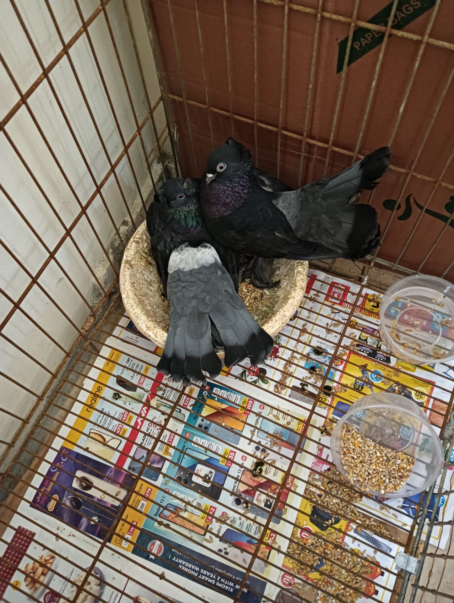2 beatiful pegions with 2 eggs and 2 packets of its food - Image 1