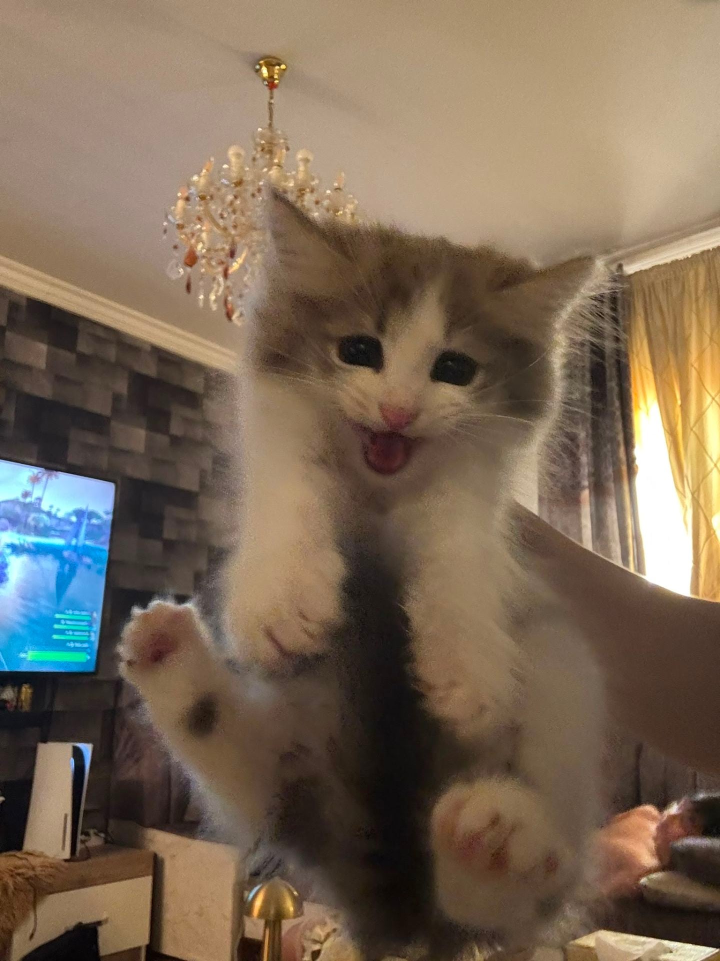 2 months old Siberian kittens for sale - Image 7