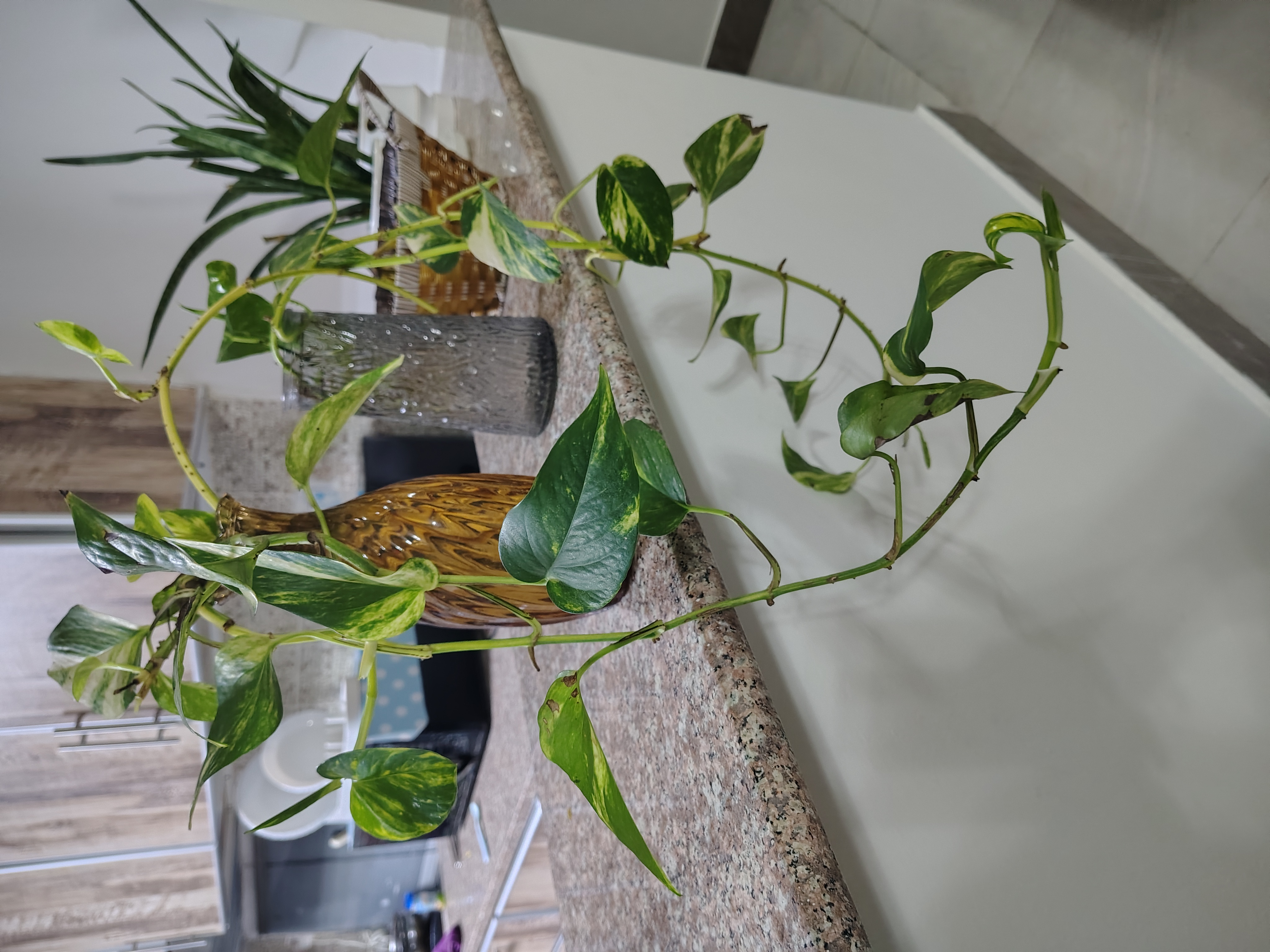 Money Plants for sale - Image 3