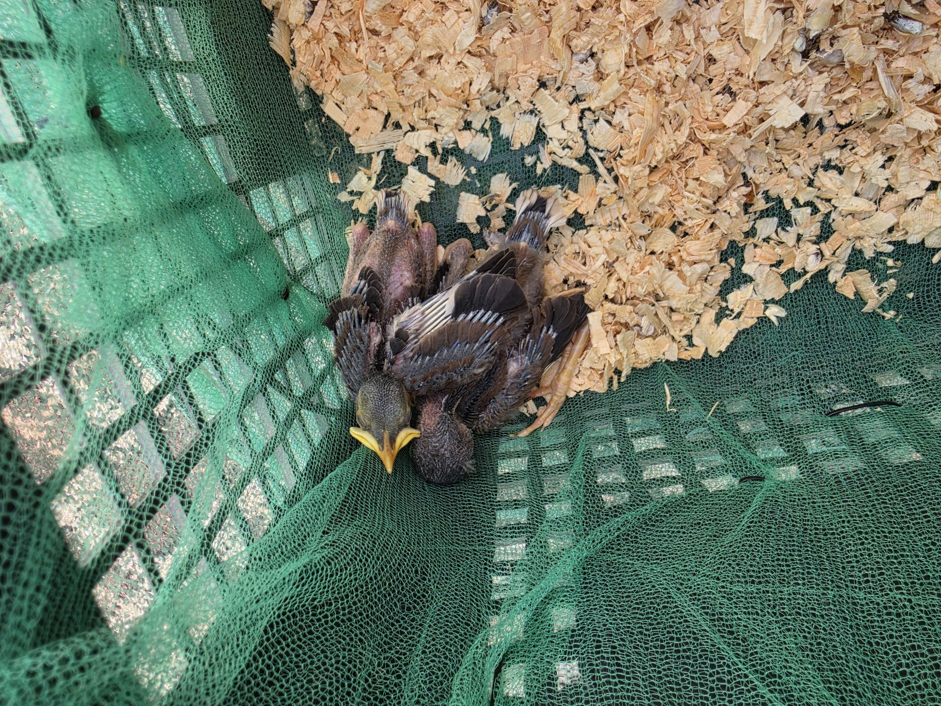 Bird  - Image 3