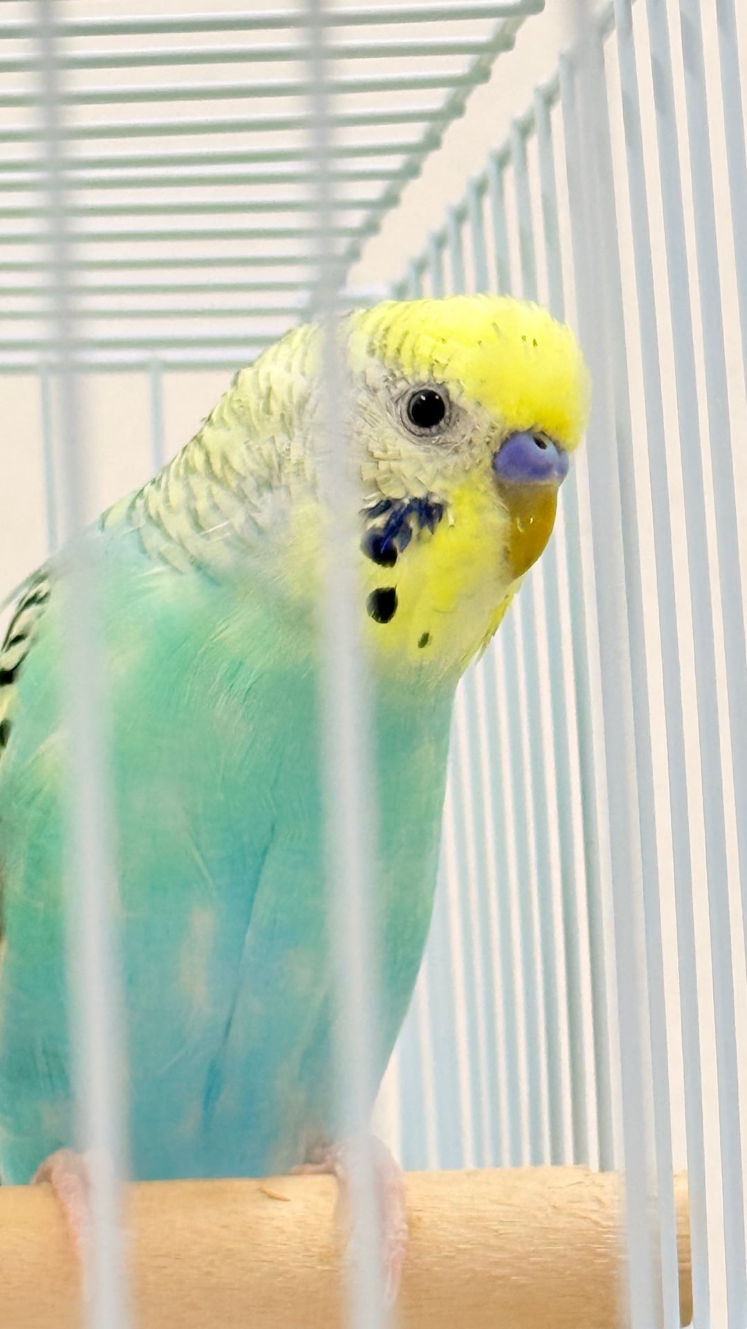 Healthy Budgies with Large Cage + Food Bowls | Items | Qatar Living ...