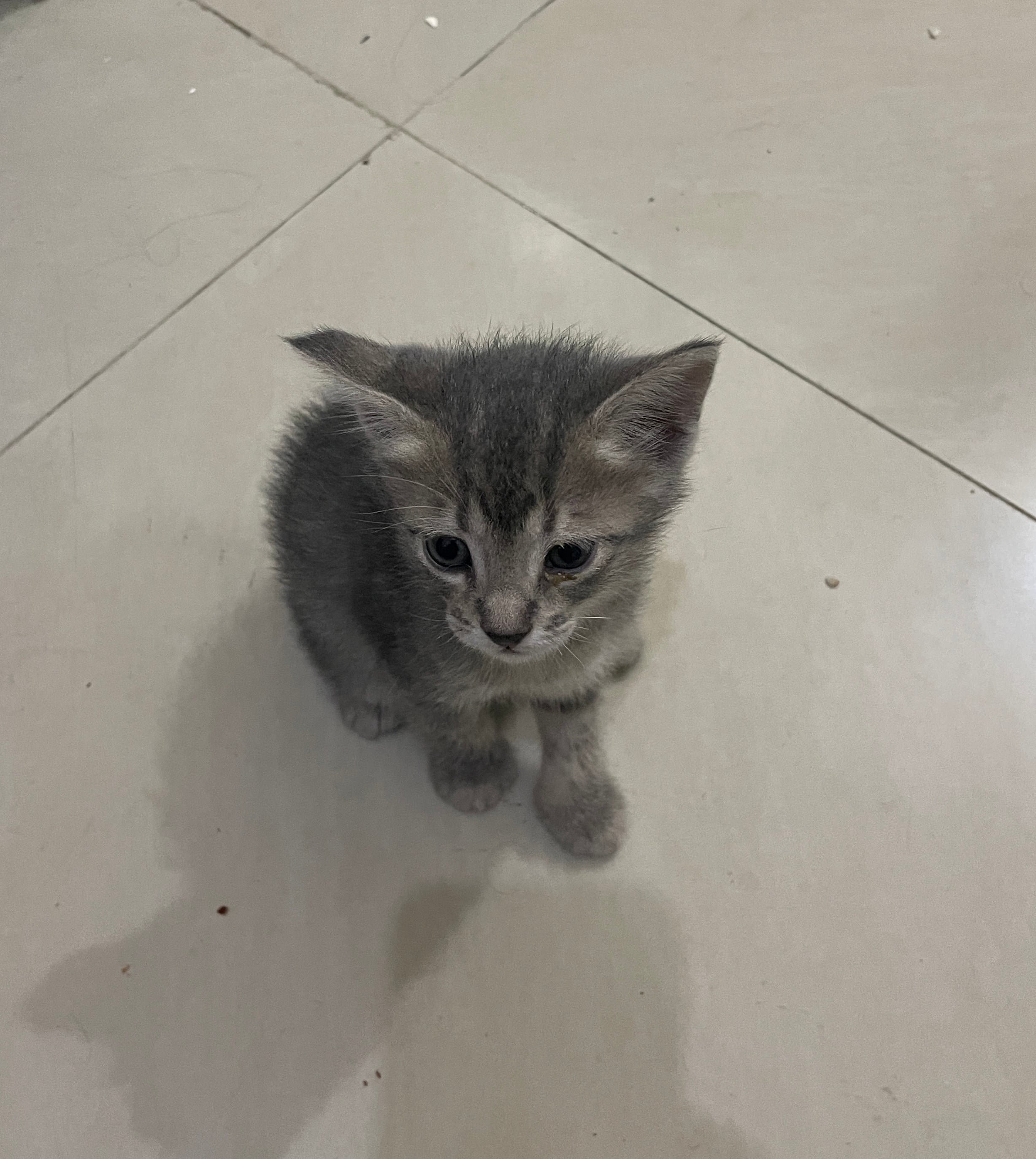 4 🐱 kitten both male & Female for adoption FREE  - Image 3