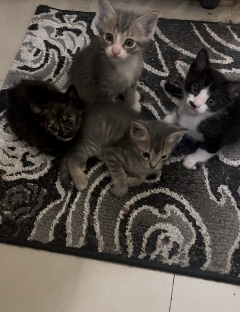 4 🐱 kitten both male & Female for adoption FREE - Image 1