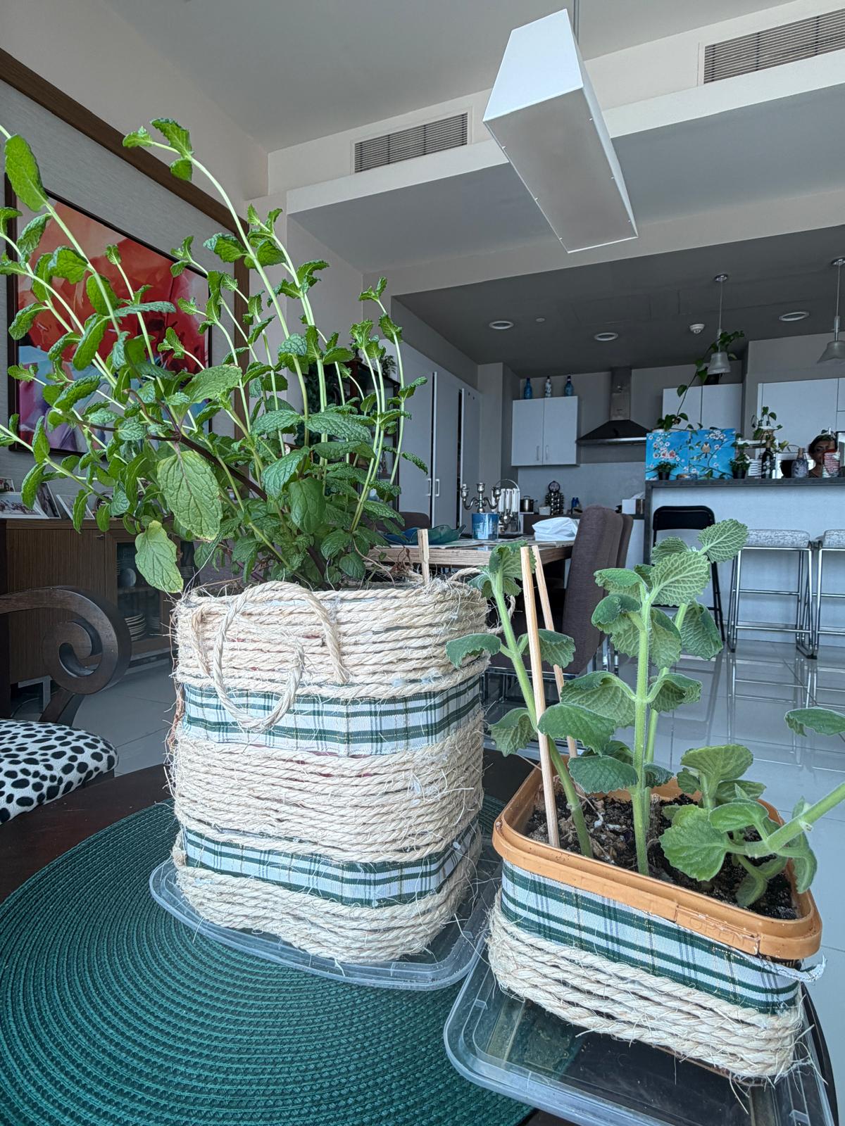 1ST COME 1ST SERVE- REAL PLANTS TILL 15TH SEPTEMBER - Image 7