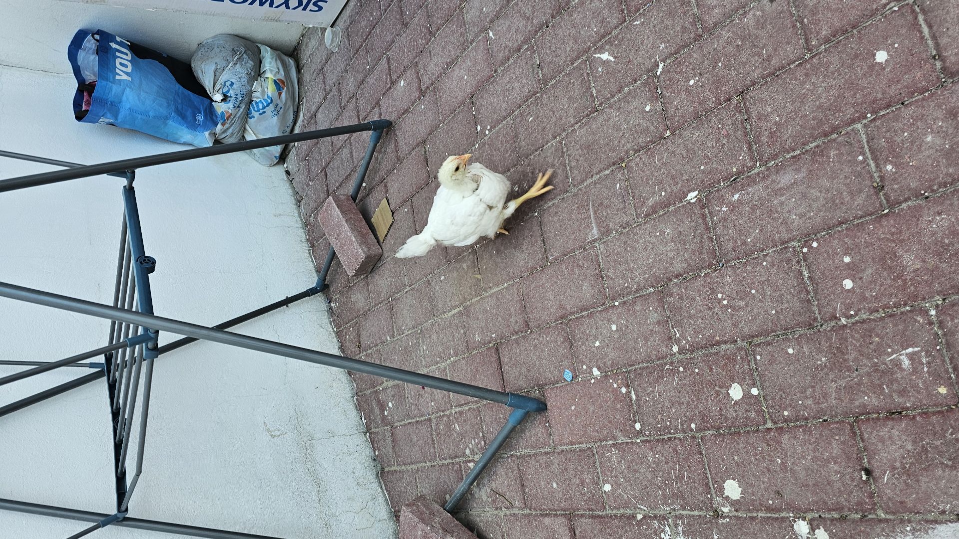 Free chicken - Image 1