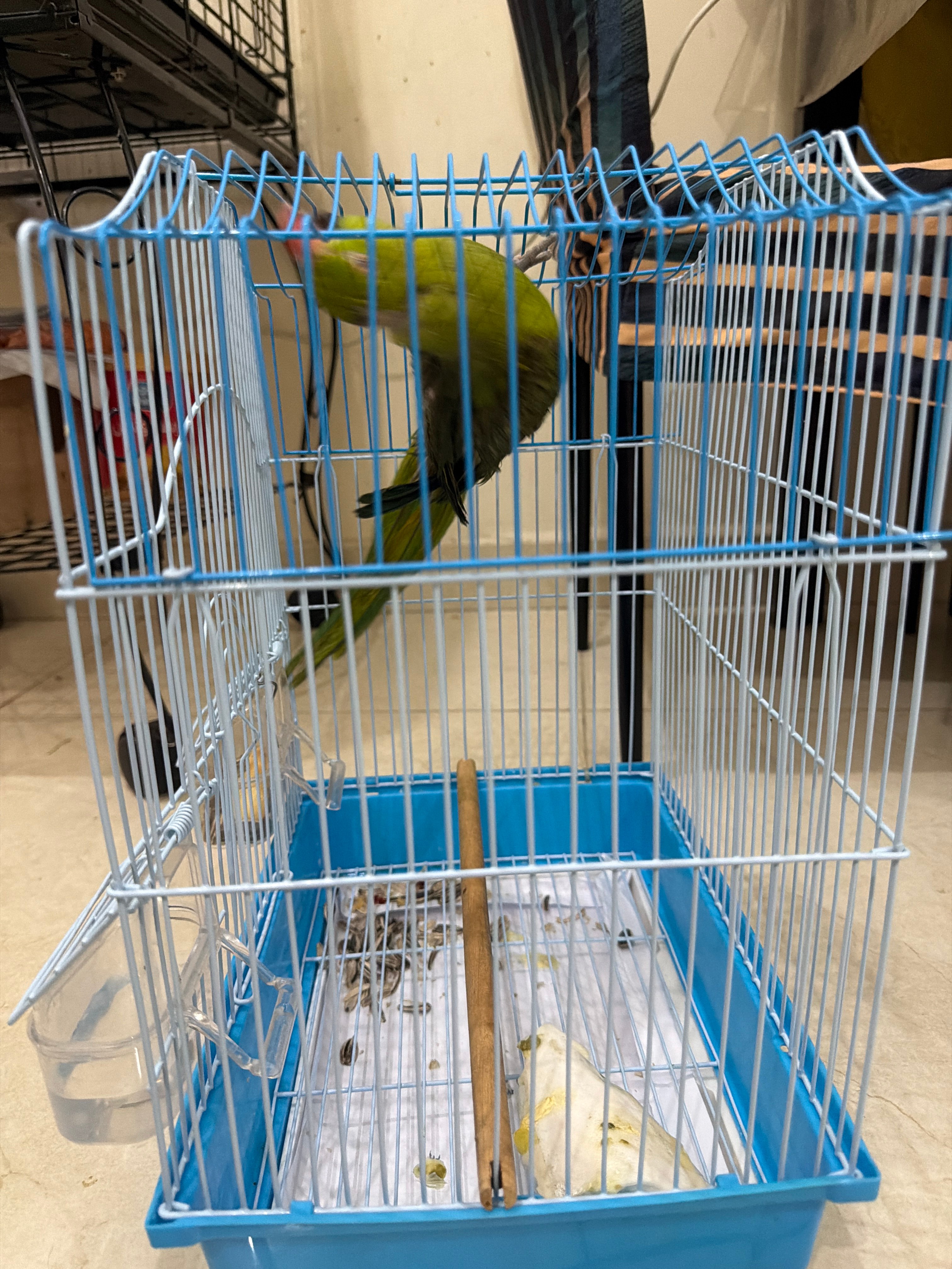 Parrots for Sale with Cages & Accessories - Image 4