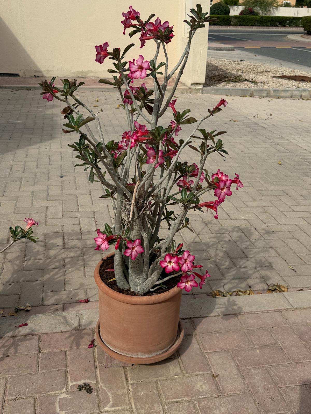 Items for Sale In Al Khor_Furnitures and other things - Image 9