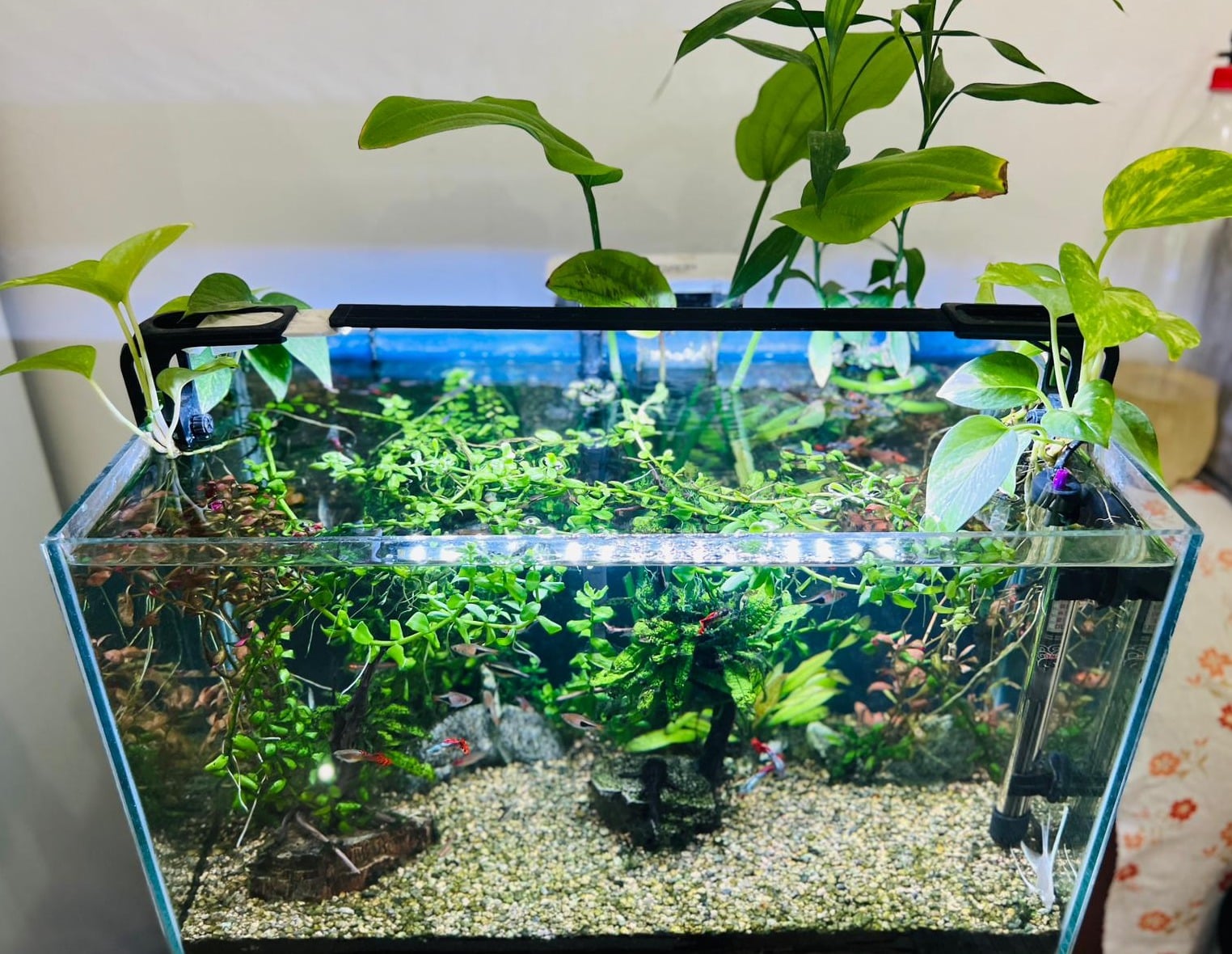 Planted Aquarium Tank along with Fishes - Image 1