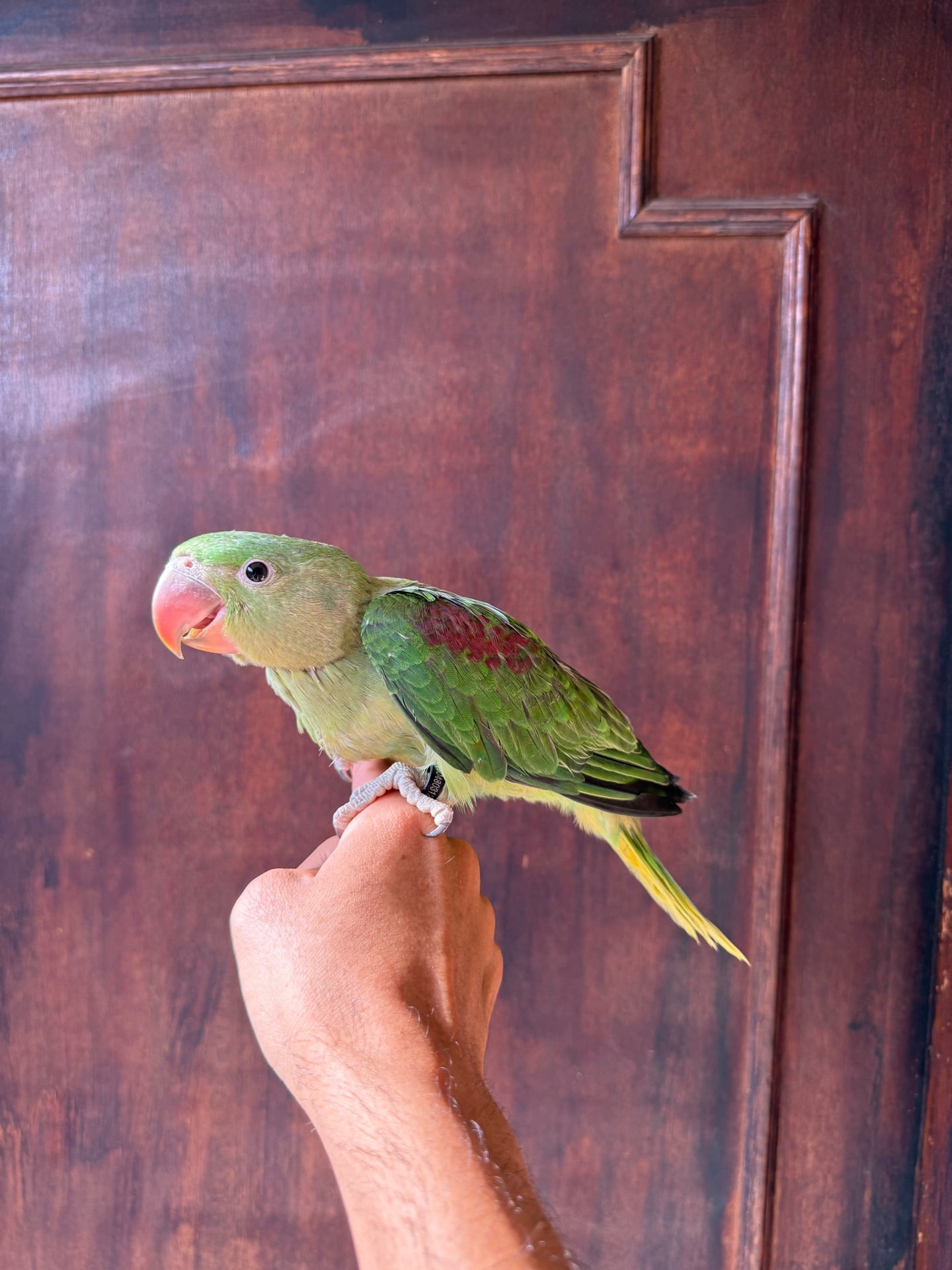 Alexander /nepali parrot chick(male) - Image 1