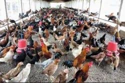 Desi chicken 🐓  - Image 4