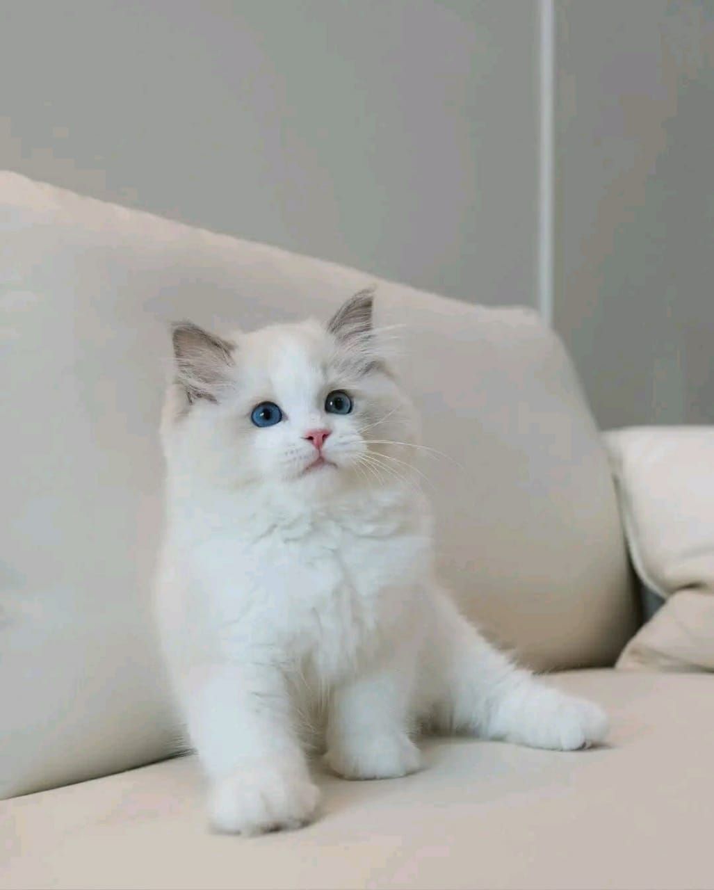 Ragdoll kitten available for adoption  - Image 2