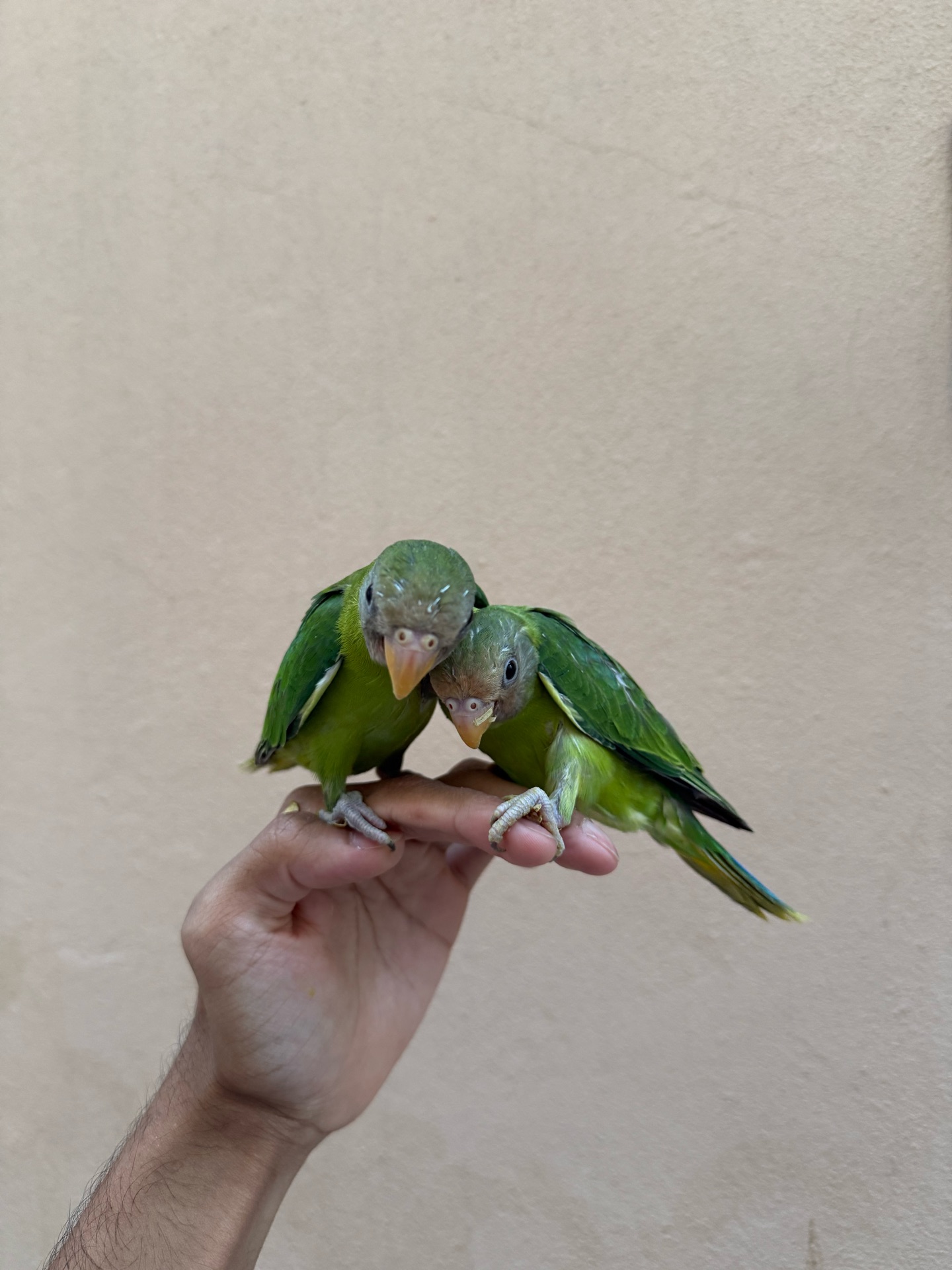 Plum headed parakeet - Image 5
