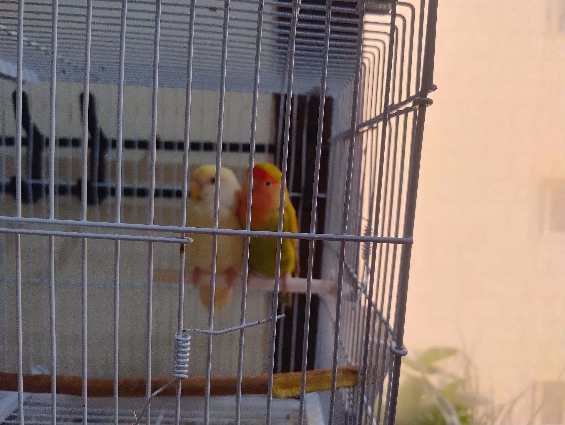 African Lovebirds - Image 1