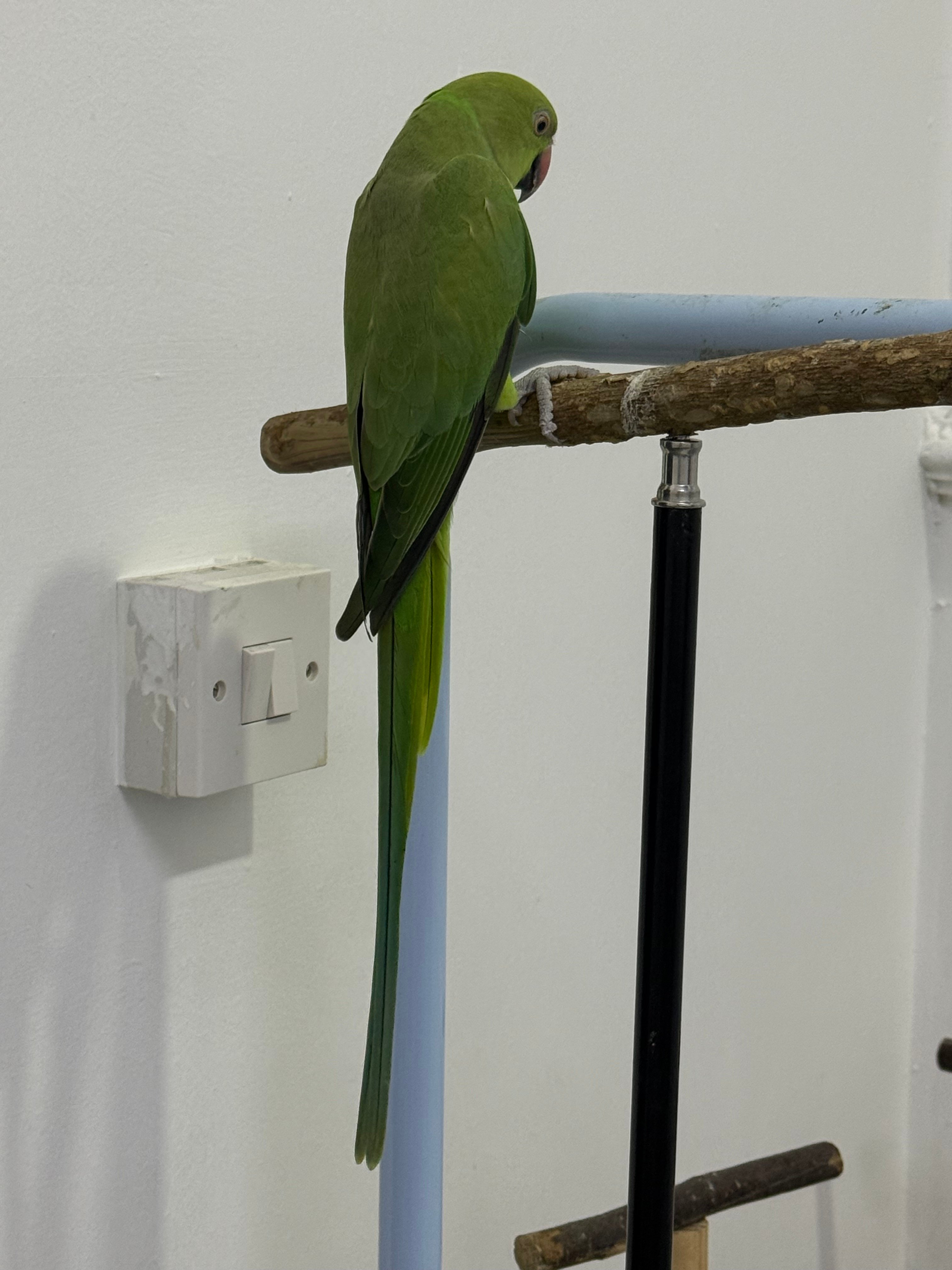 Green parrots for sale - Image 3