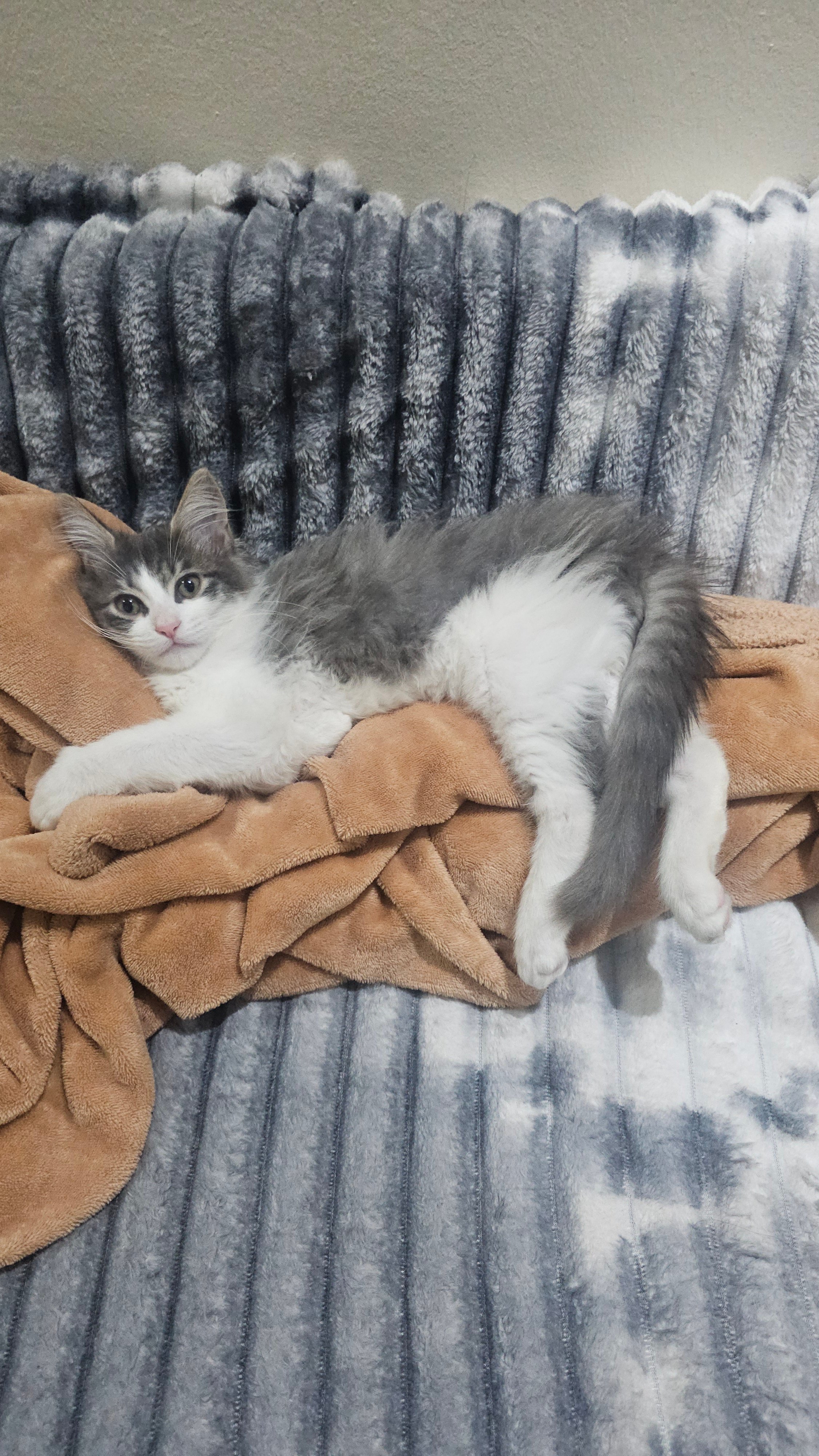 Two cats for adoption - Image 6