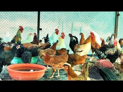 Desi chicken 🐓  - Image 2