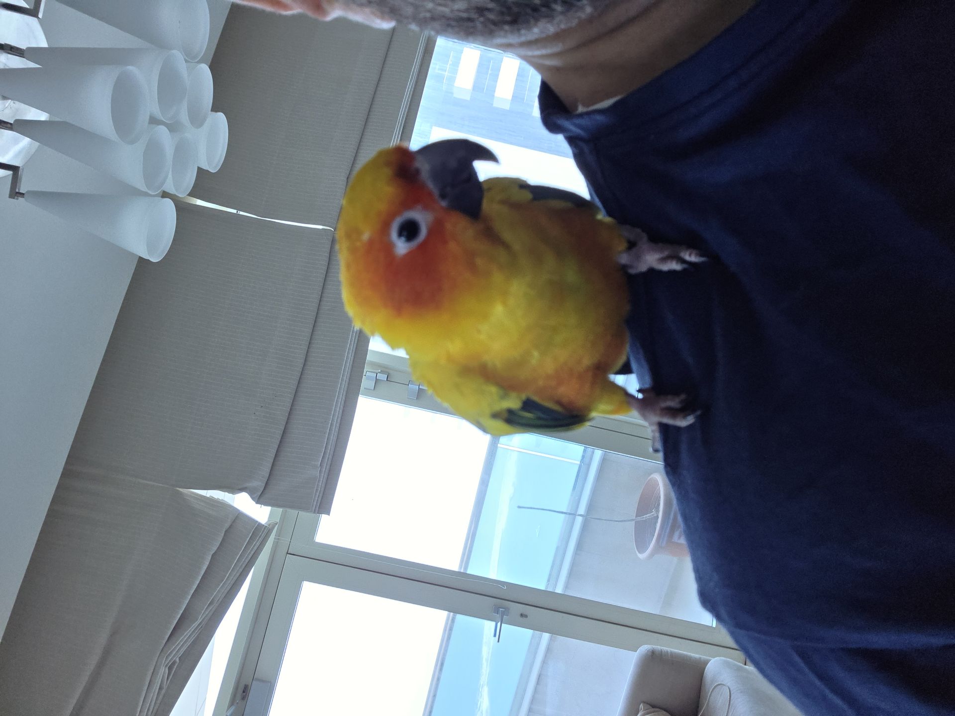 ببغاء Sunconure Mango - Image 3