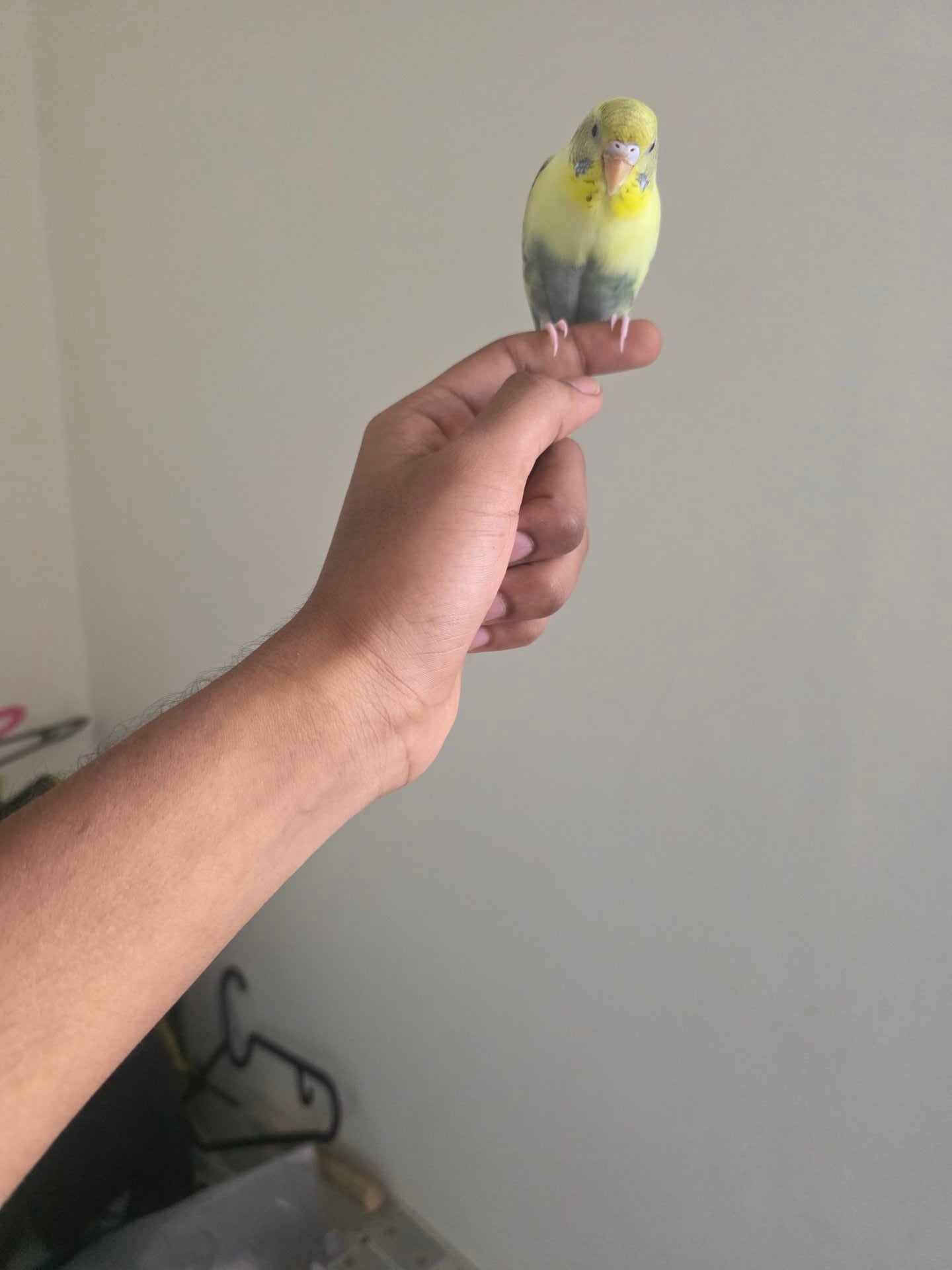 Male and female Love birds available for sale - Image 9