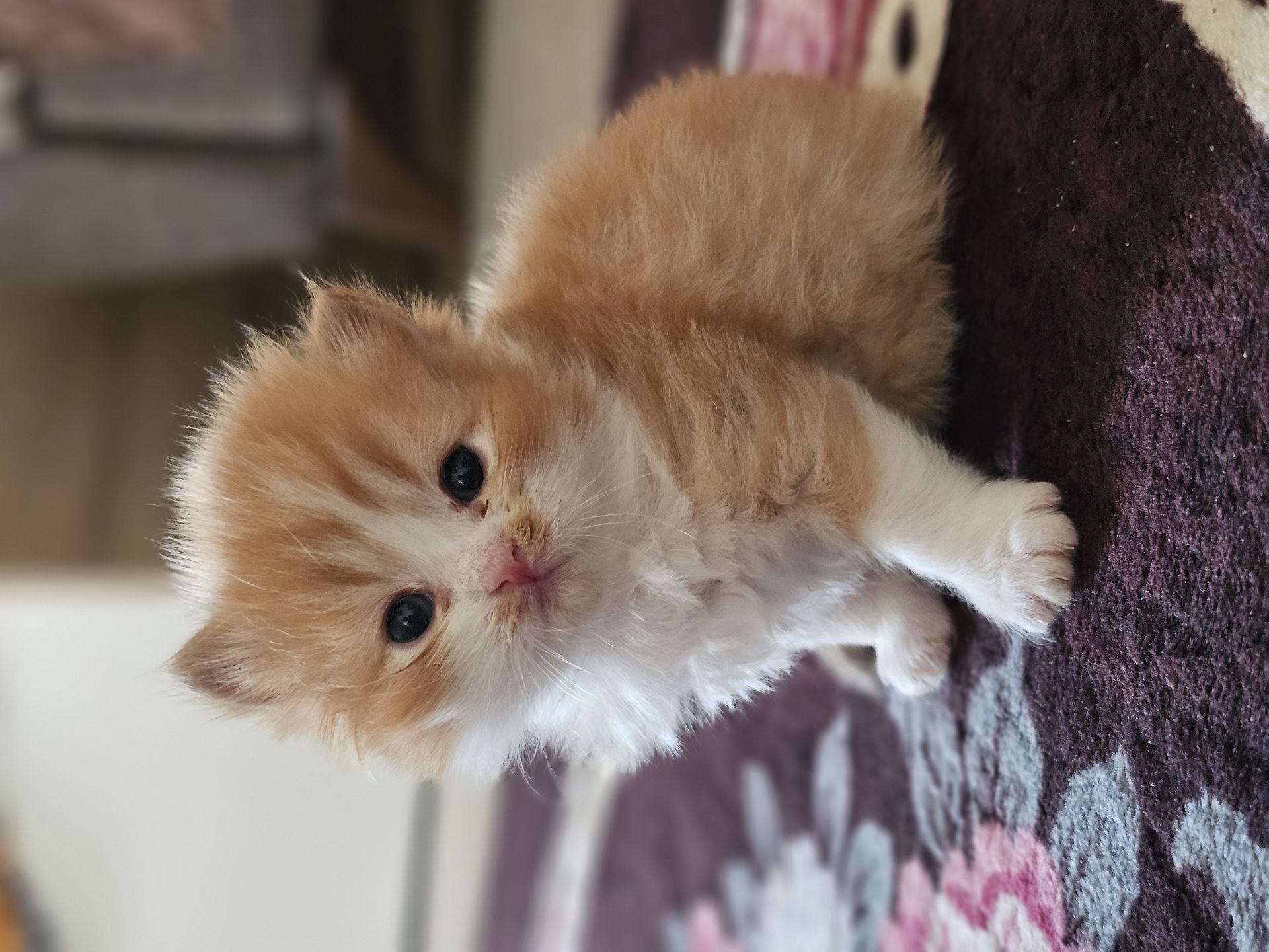 Adorable kittens - Image 2