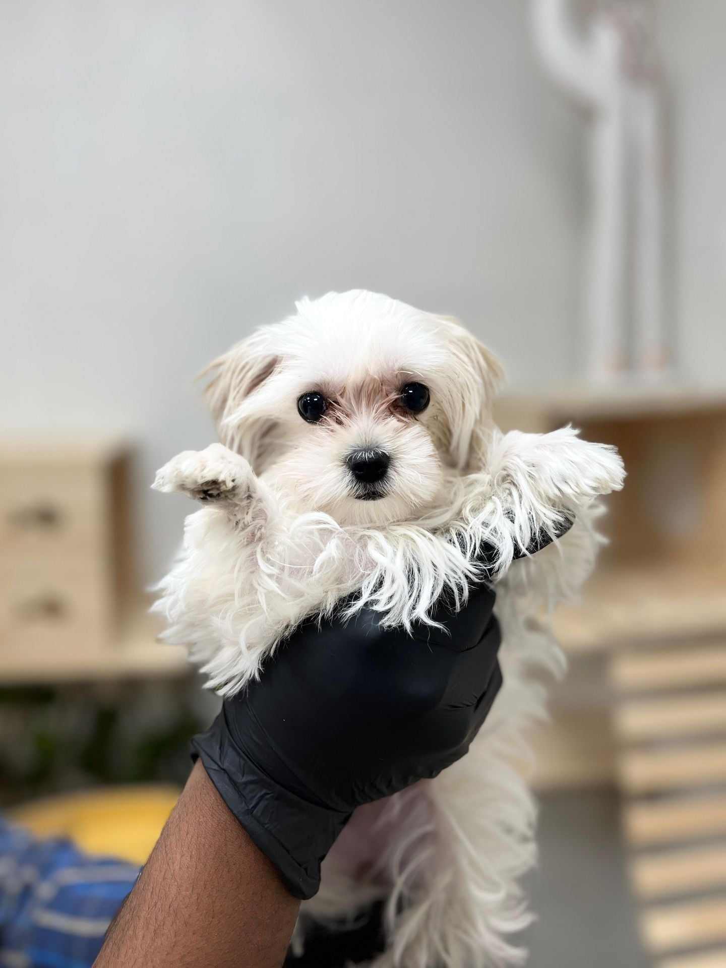 Maltipoo mix chiuhaha puppy - Image 1