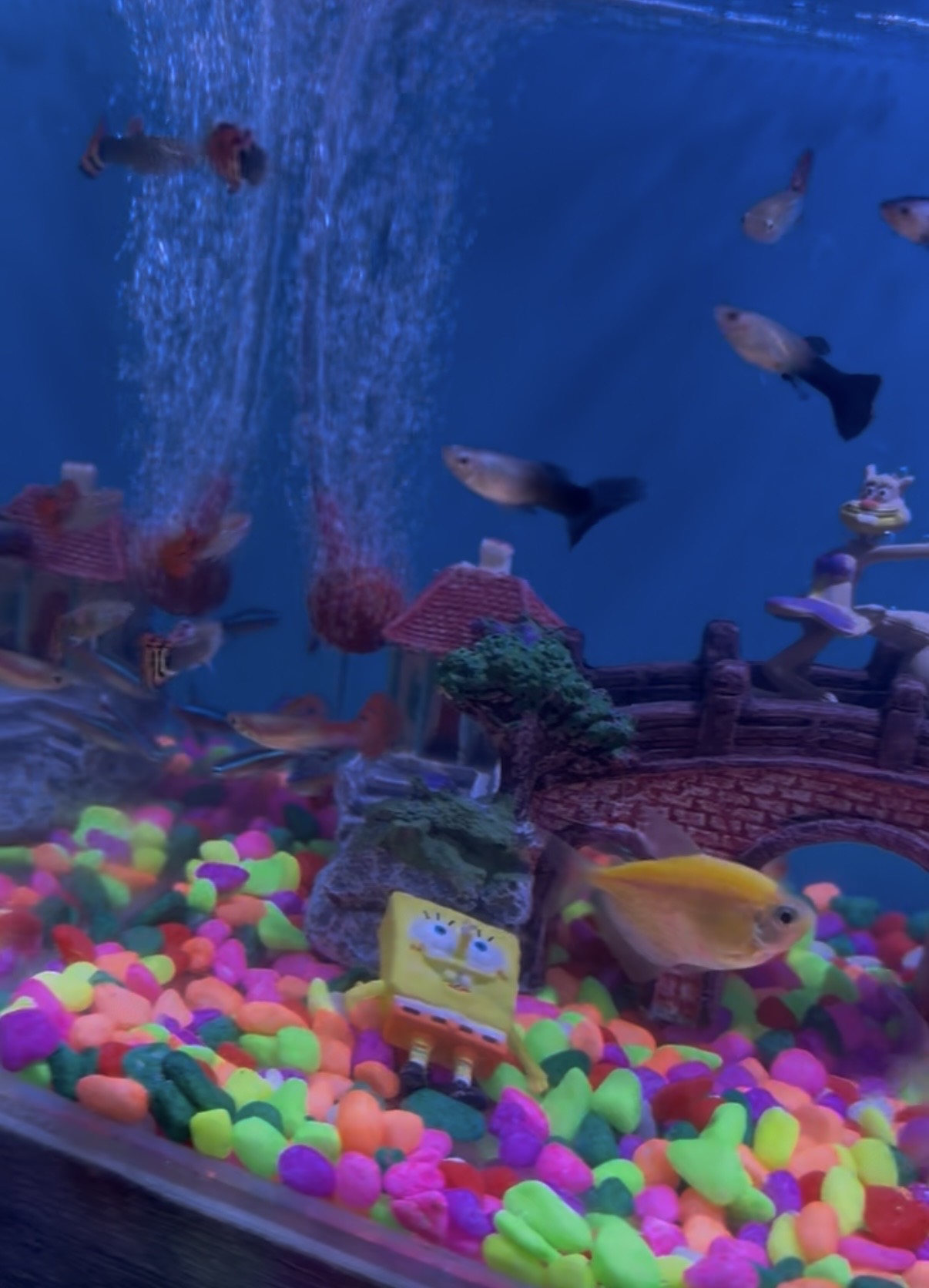 Kids friendly Aquarium - Image 2