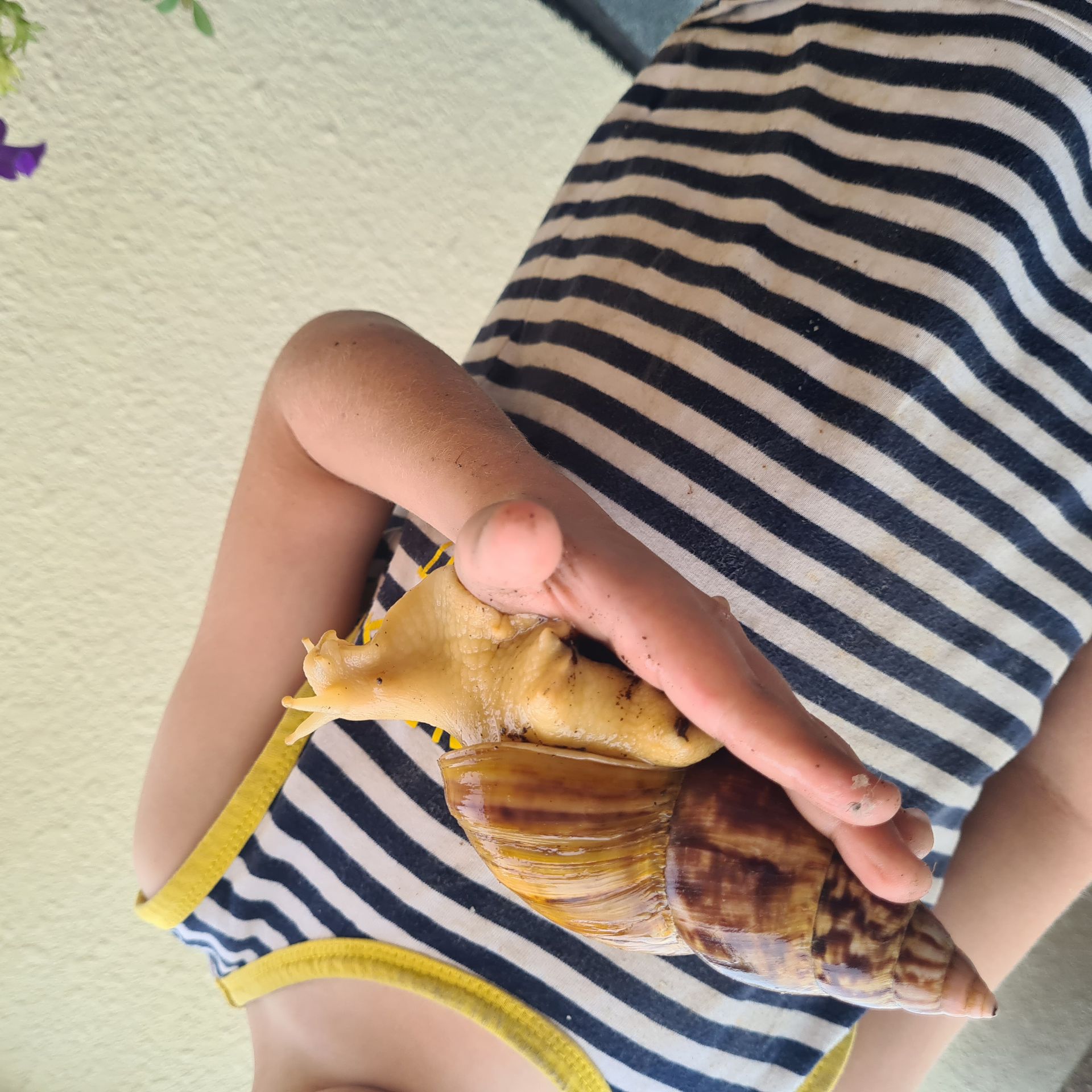 Giant african land snail 🐌  - Image 4