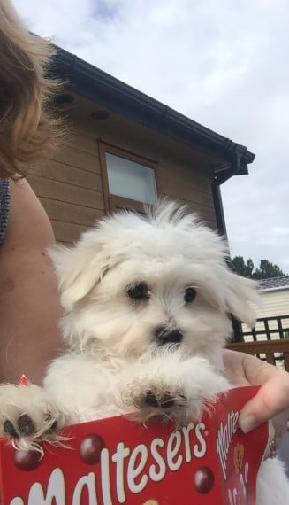  Teacup Maltese Puppiess - Image 6