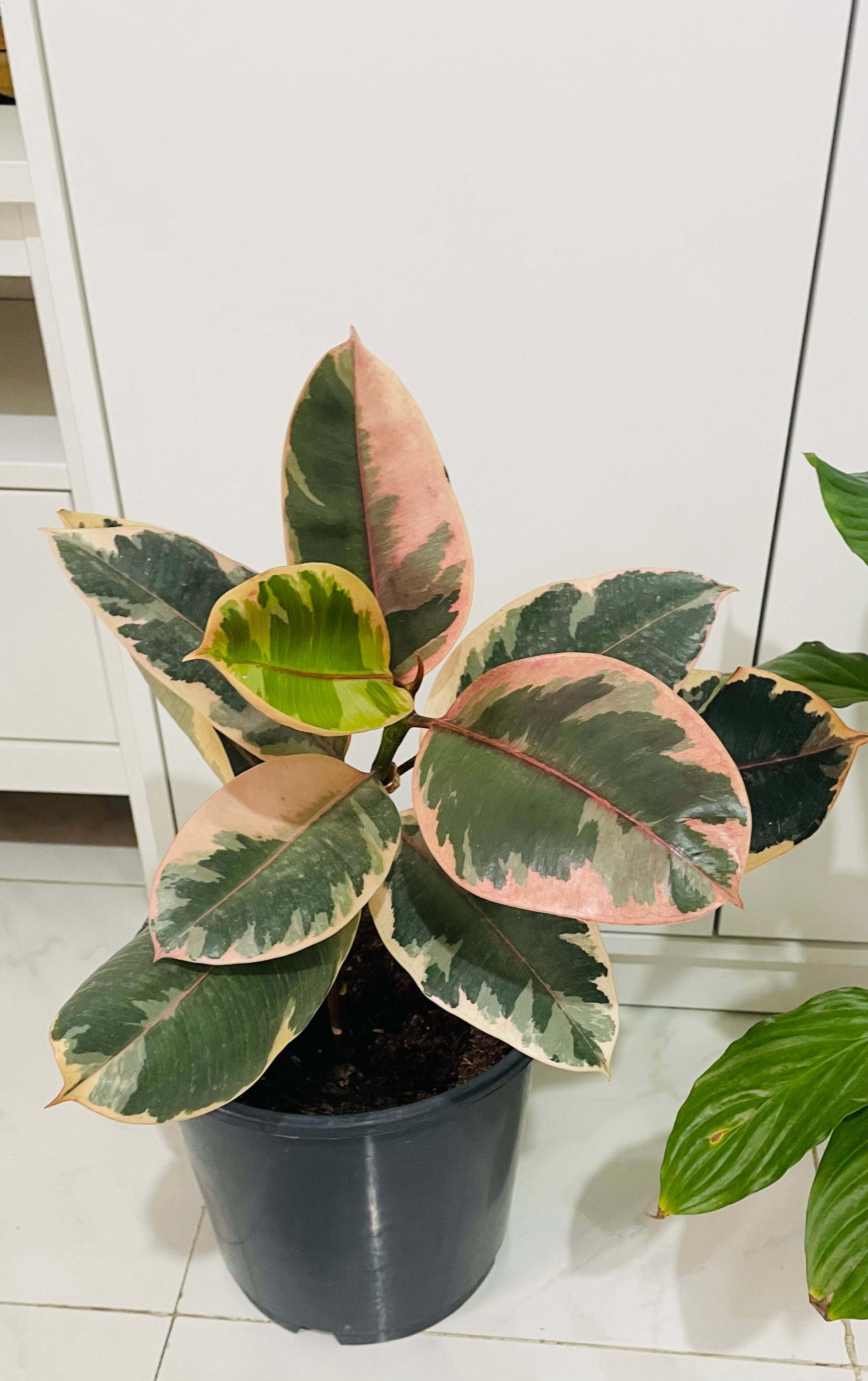 Indoor plants - Image 1
