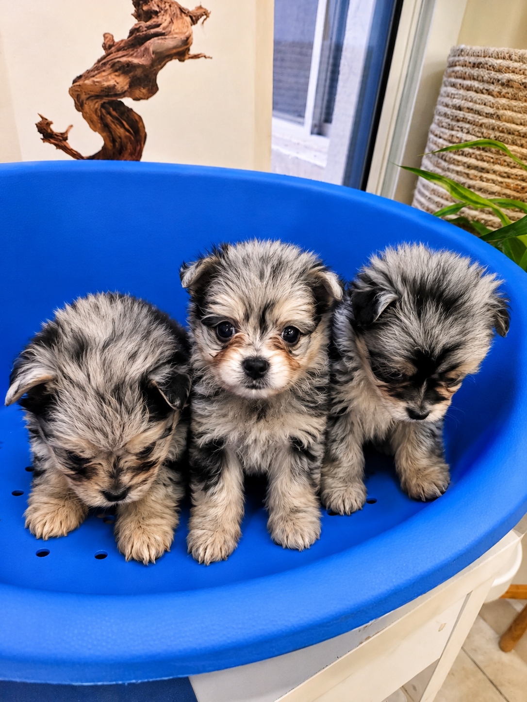 Pomapoo - Image 5