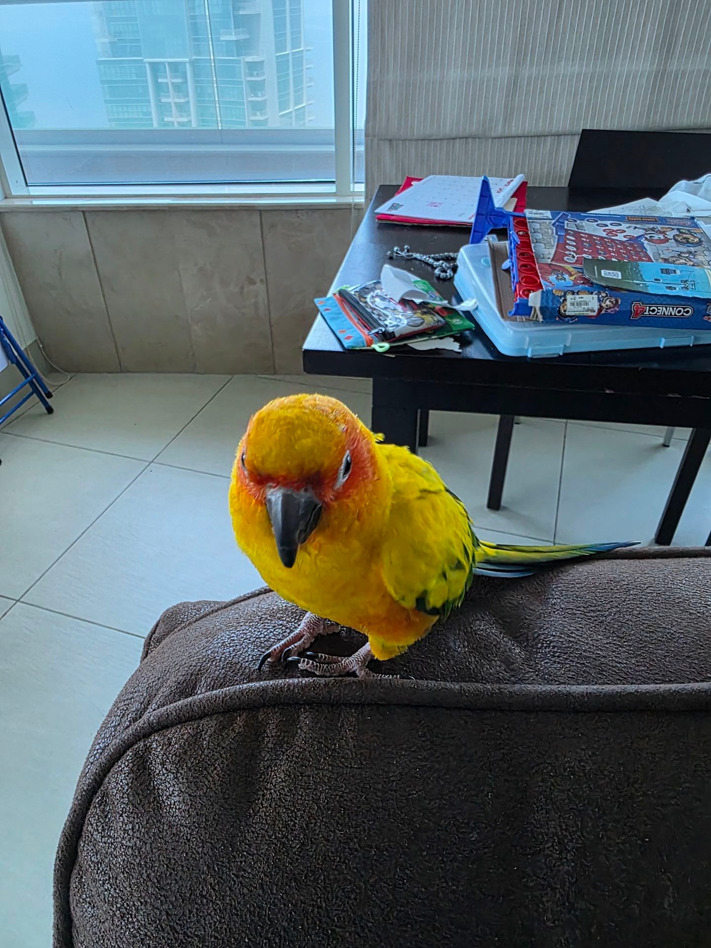 ببغاء Sunconure Mango - Image 4
