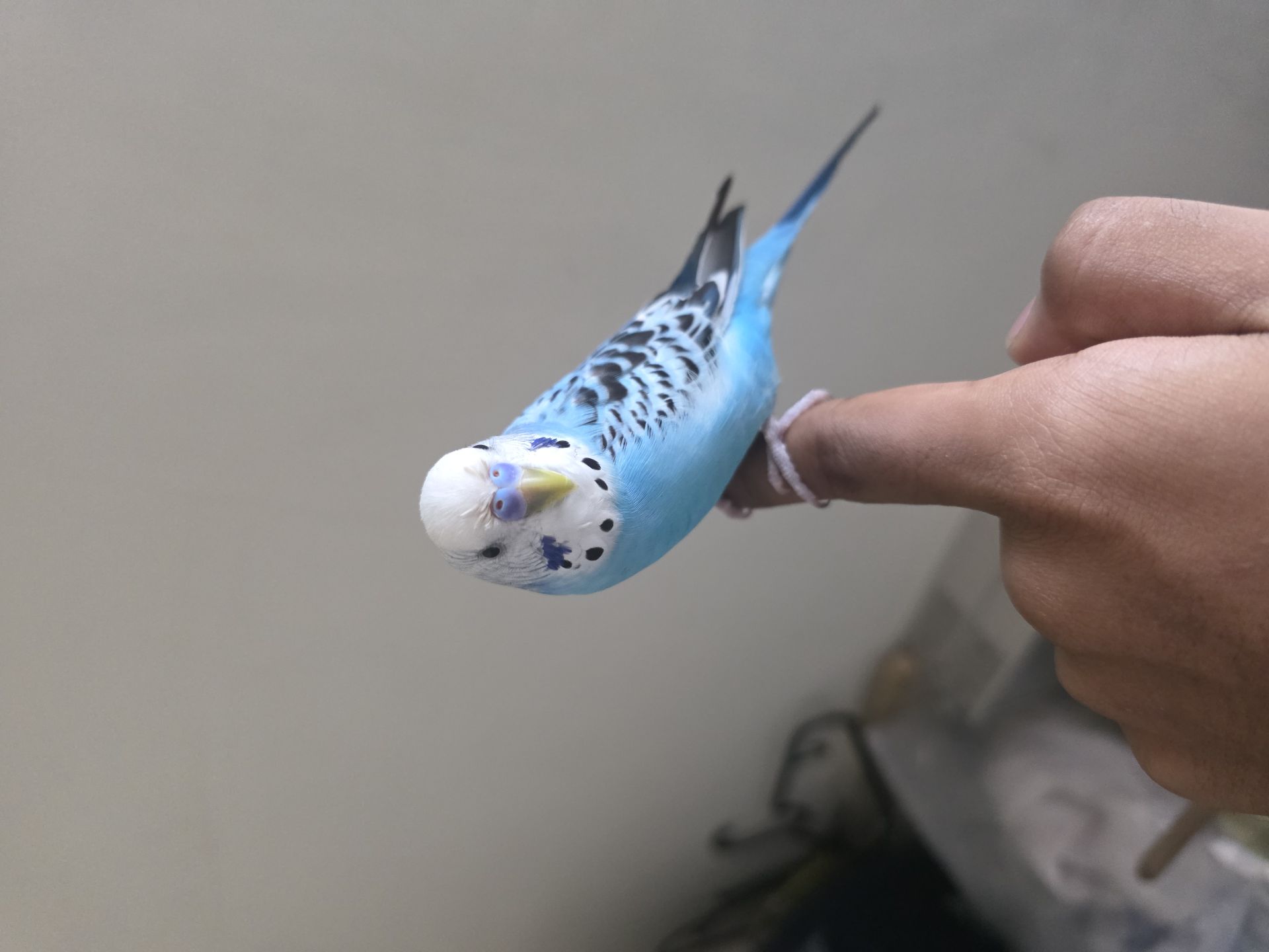 Male and female Love birds available for sale - Image 8