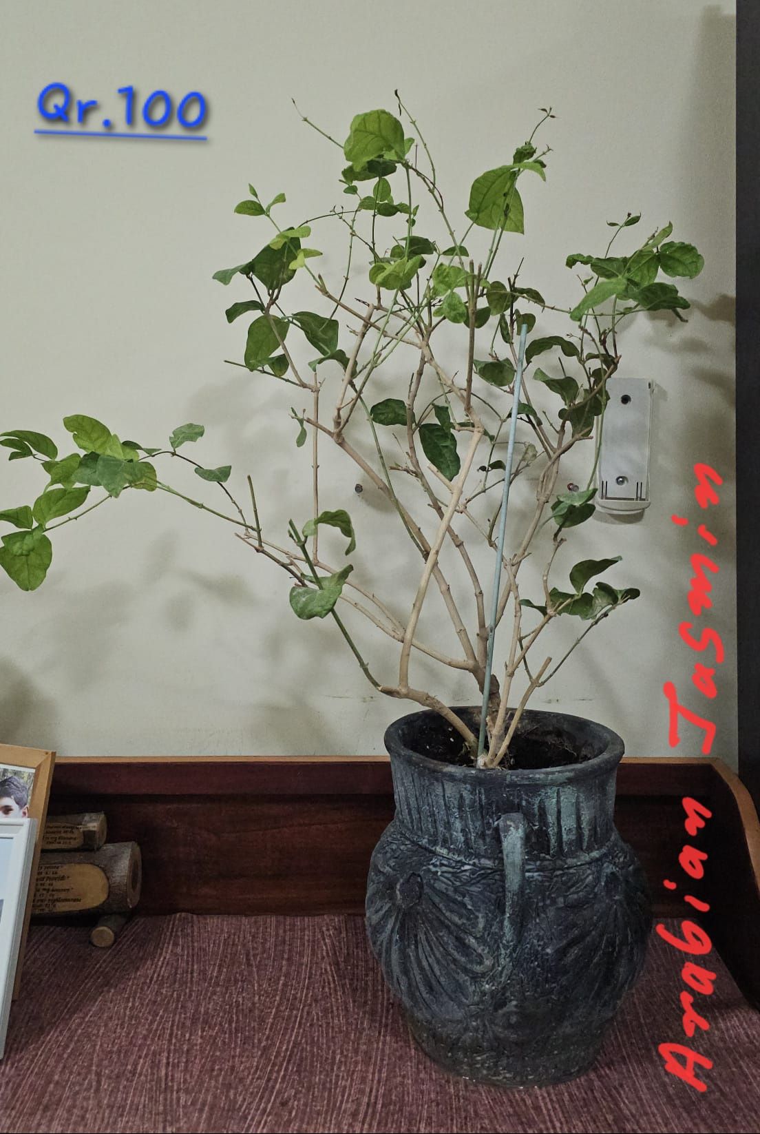 PLANTS FOR SALE WITH TROLLEY  - Image 3