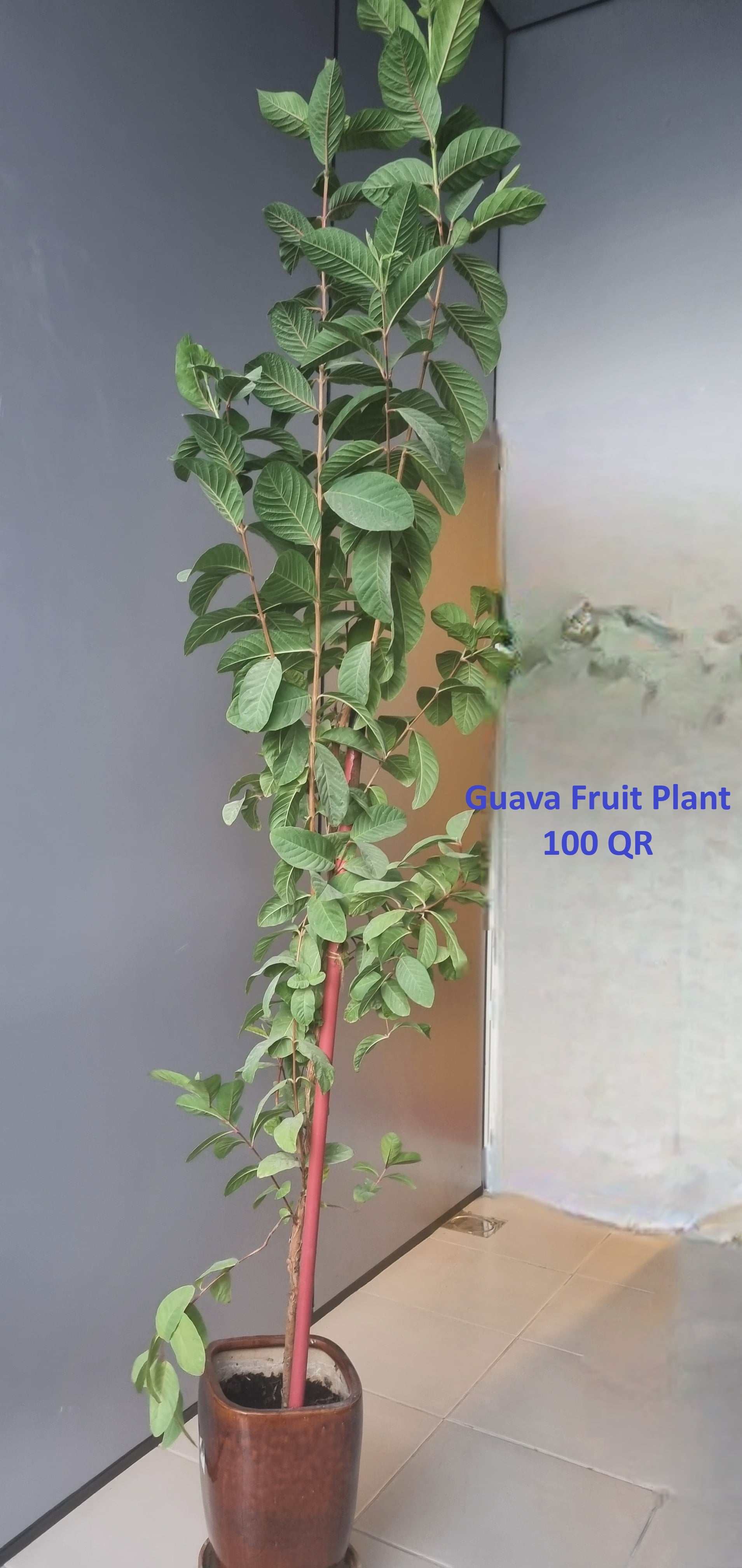 Plants for Sale - Image 8
