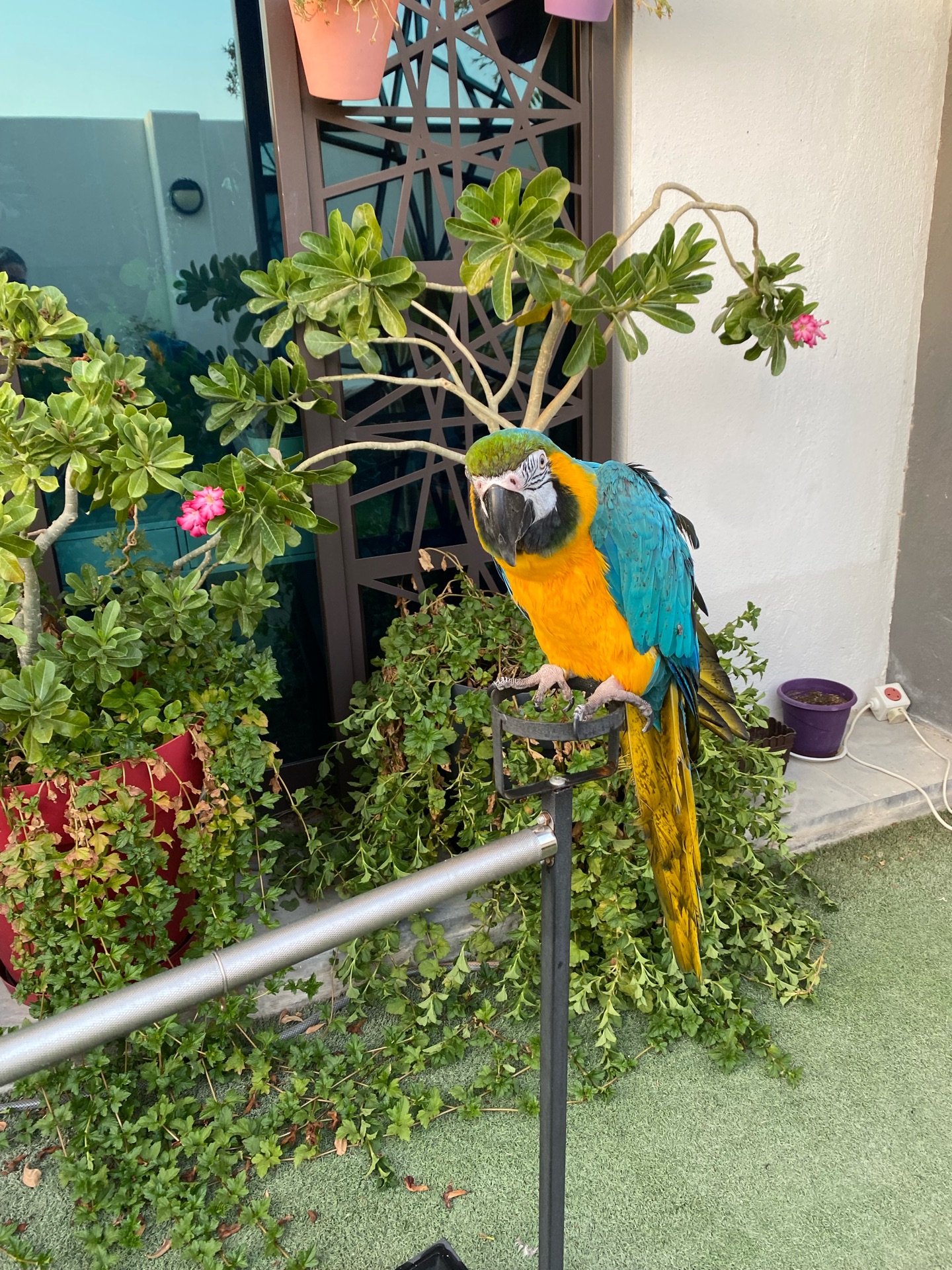 Golden Macaw - Image 1
