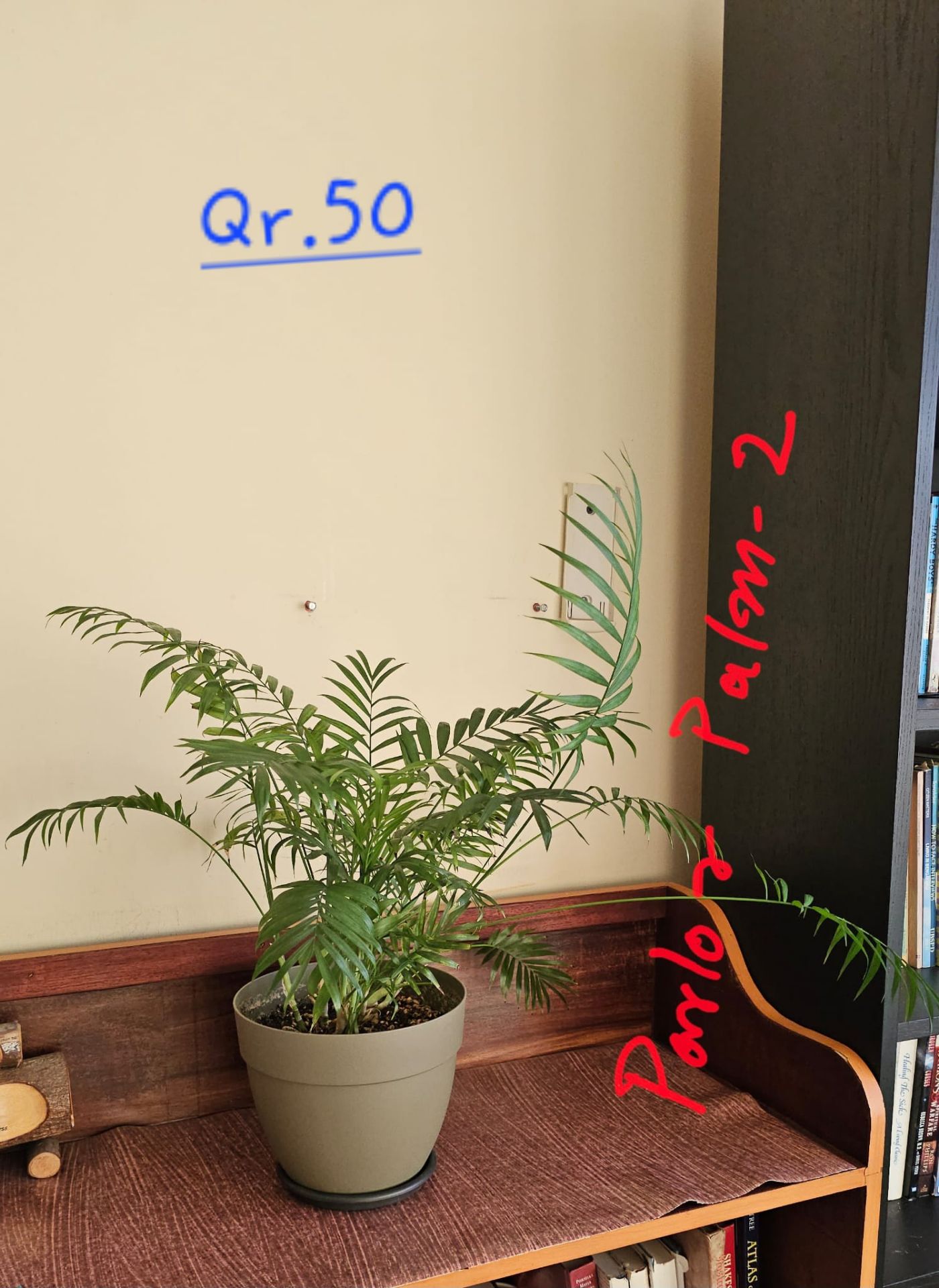 PLANTS FOR SALE WITH TROLLEY  - Image 2