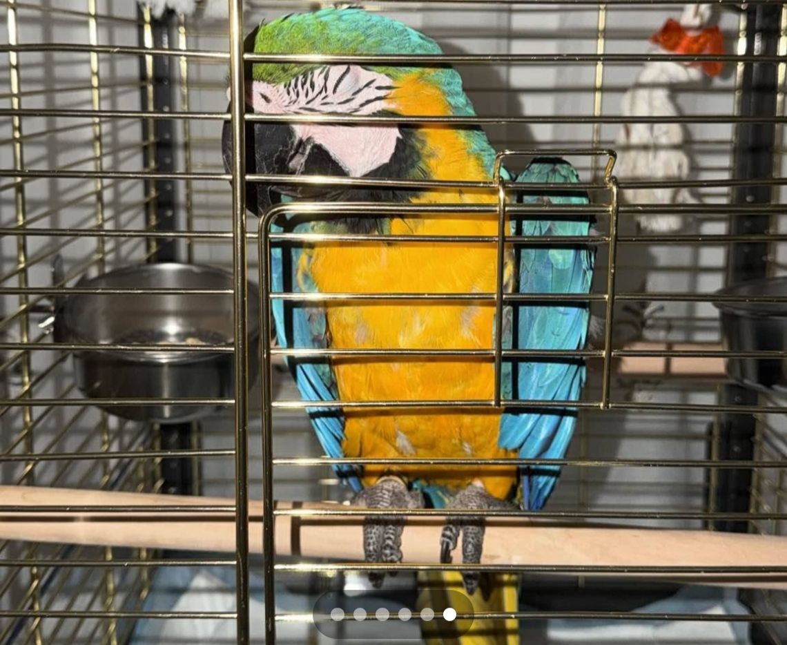 🦜 Beautiful Premium Parrot for Sale with Cage – Excellent Condition - Image 6
