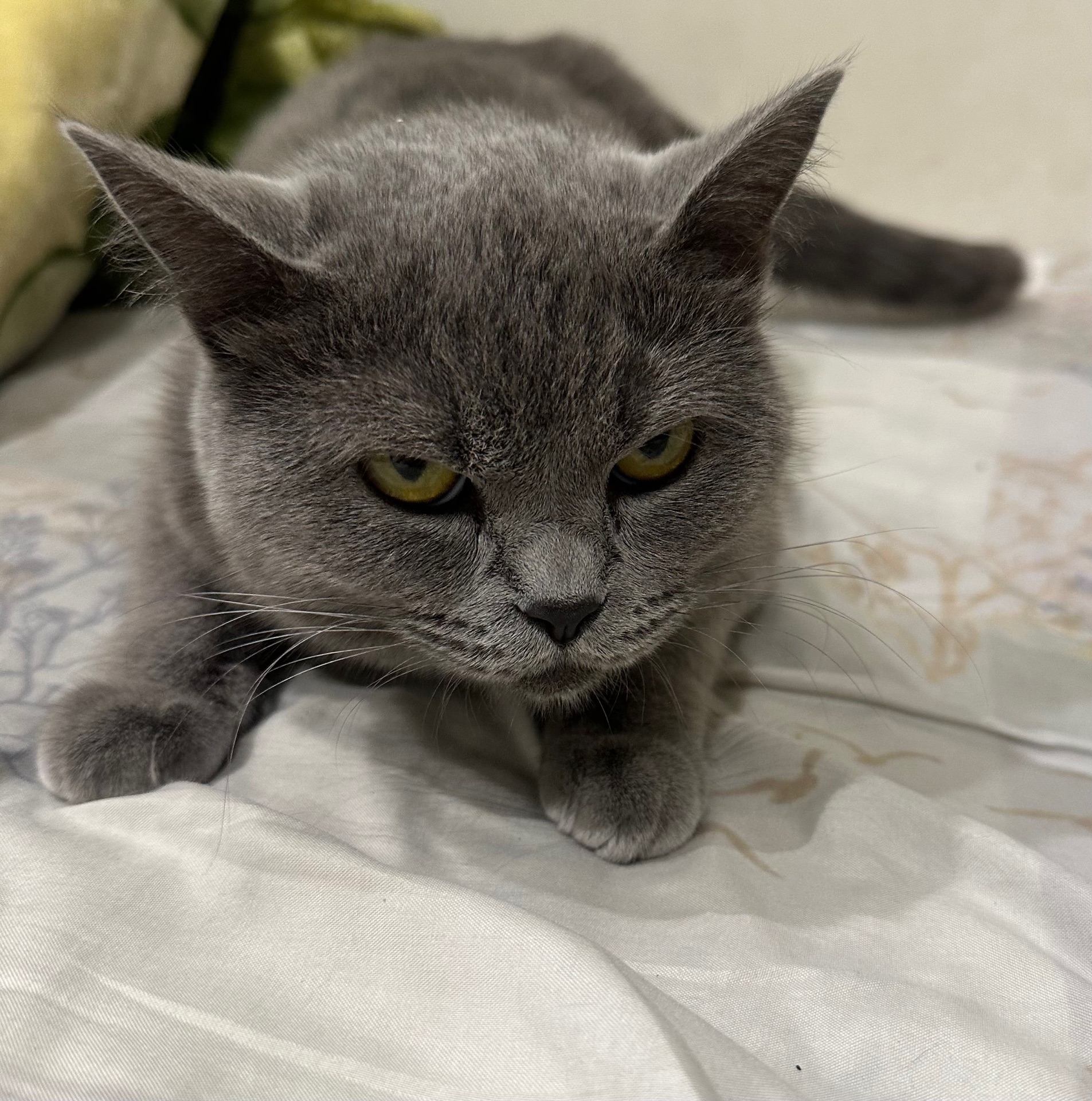 British shorthair female - Image 1
