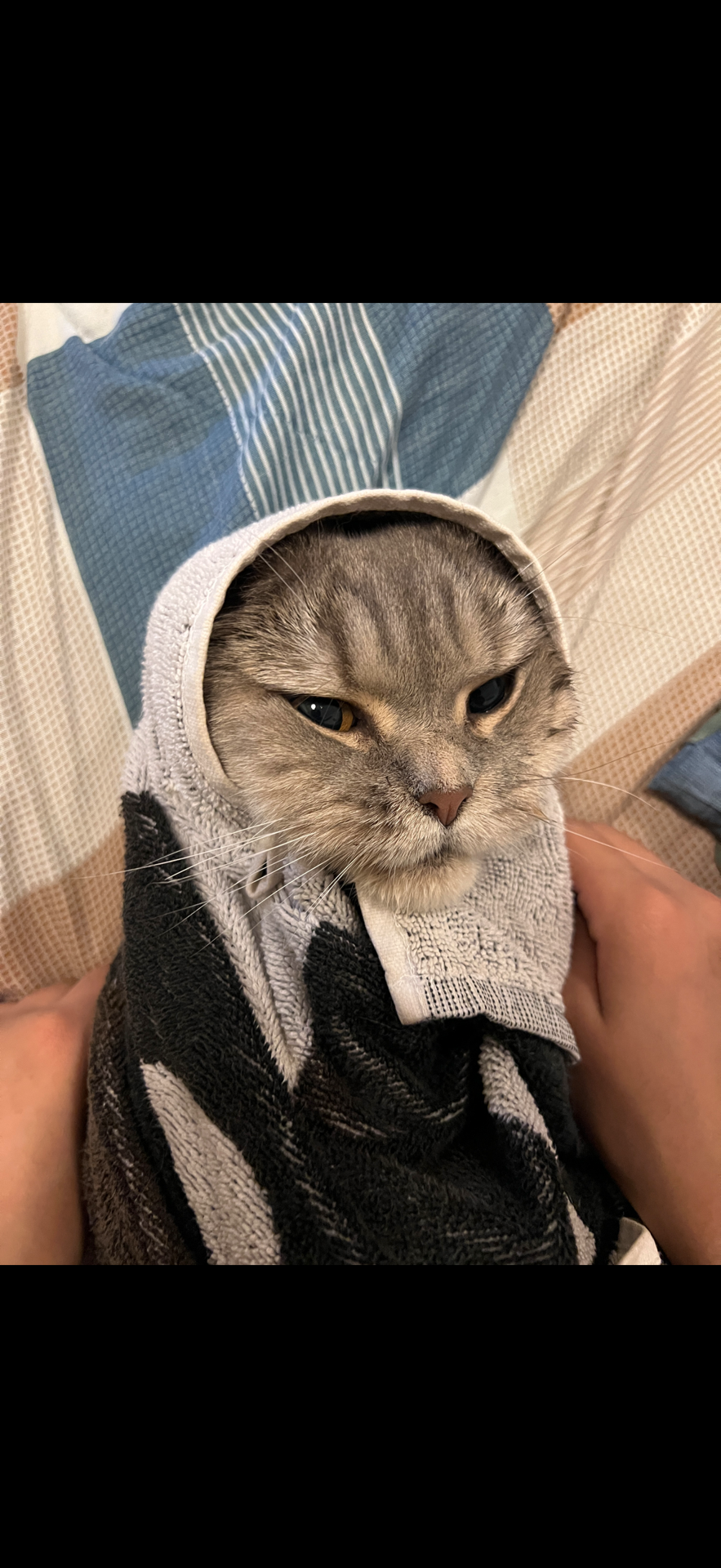 British short hair cat for adoption  - Image 8