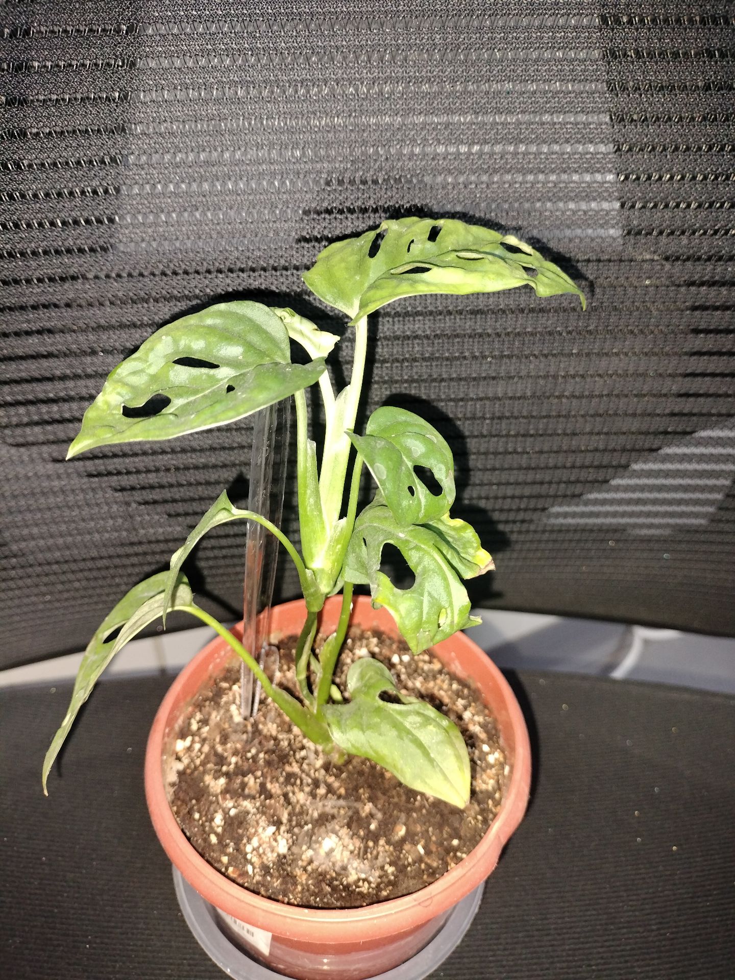 Indoor plants for selling  - Image 3