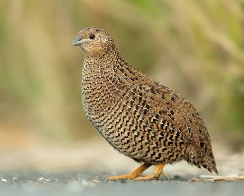 Chiken/rooster - Image 4